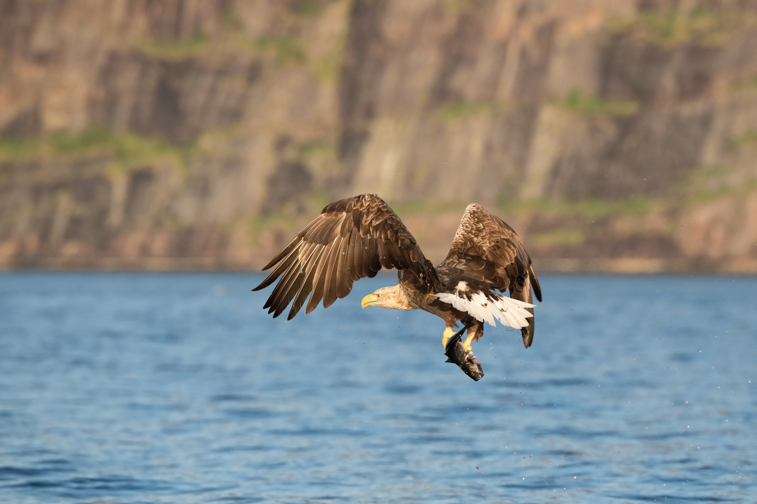 orel mořský (Haliaeetus albicilla) White-tailed eagle