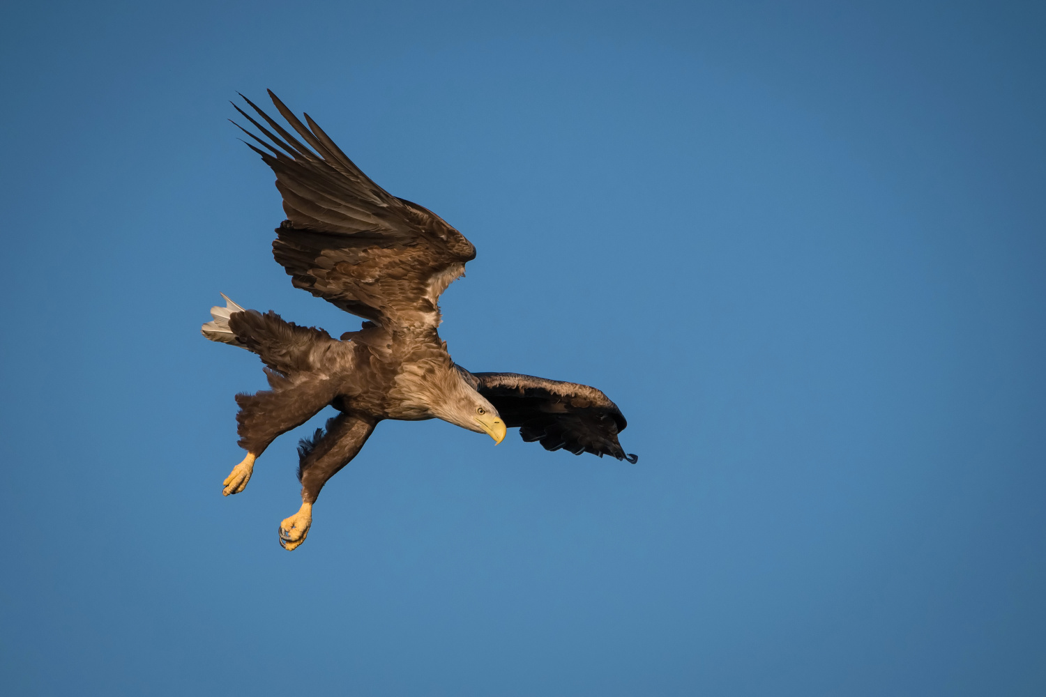 orel mořský (Haliaeetus albicilla) White-tailed eagle