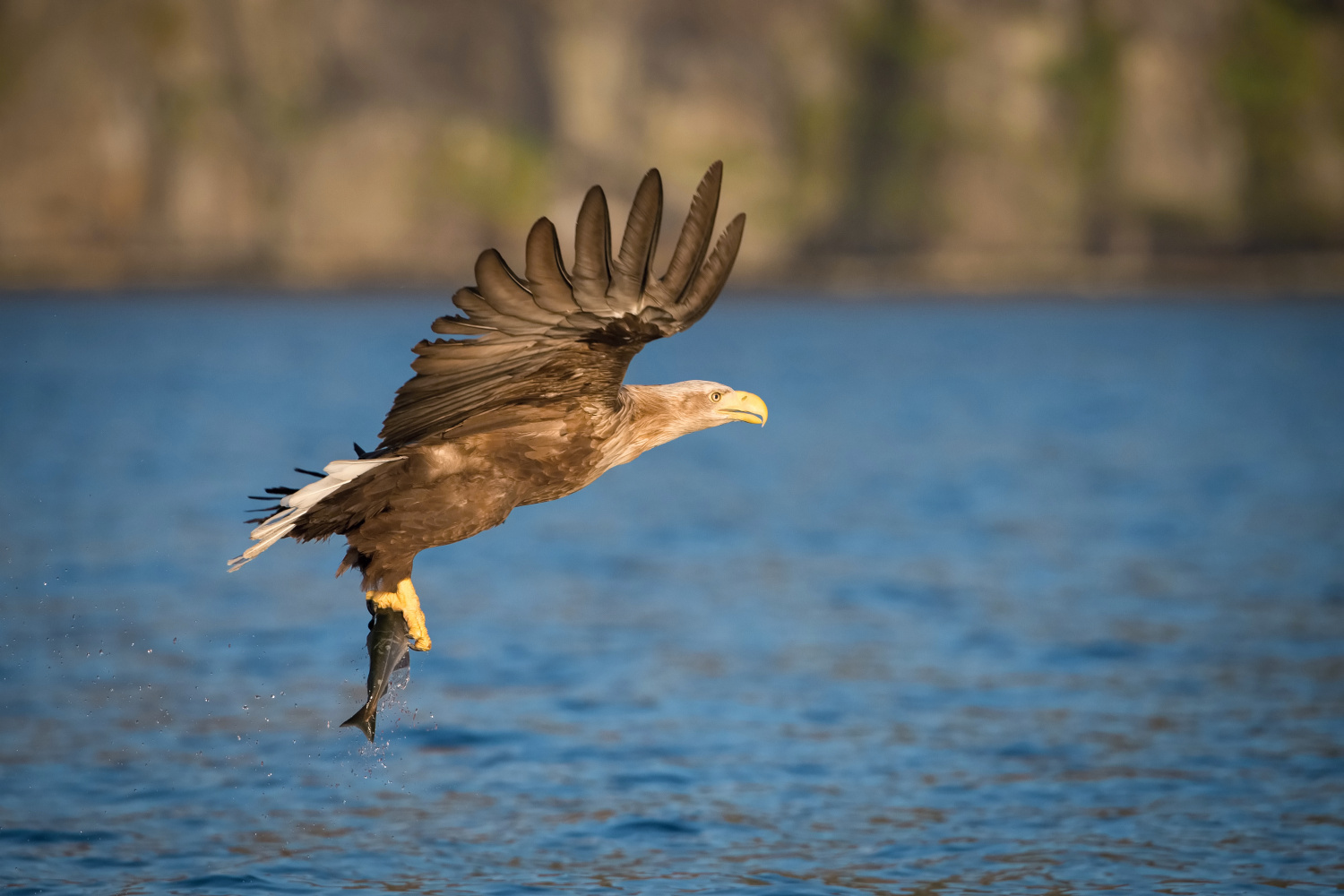 orel mořský (Haliaeetus albicilla) White-tailed eagle