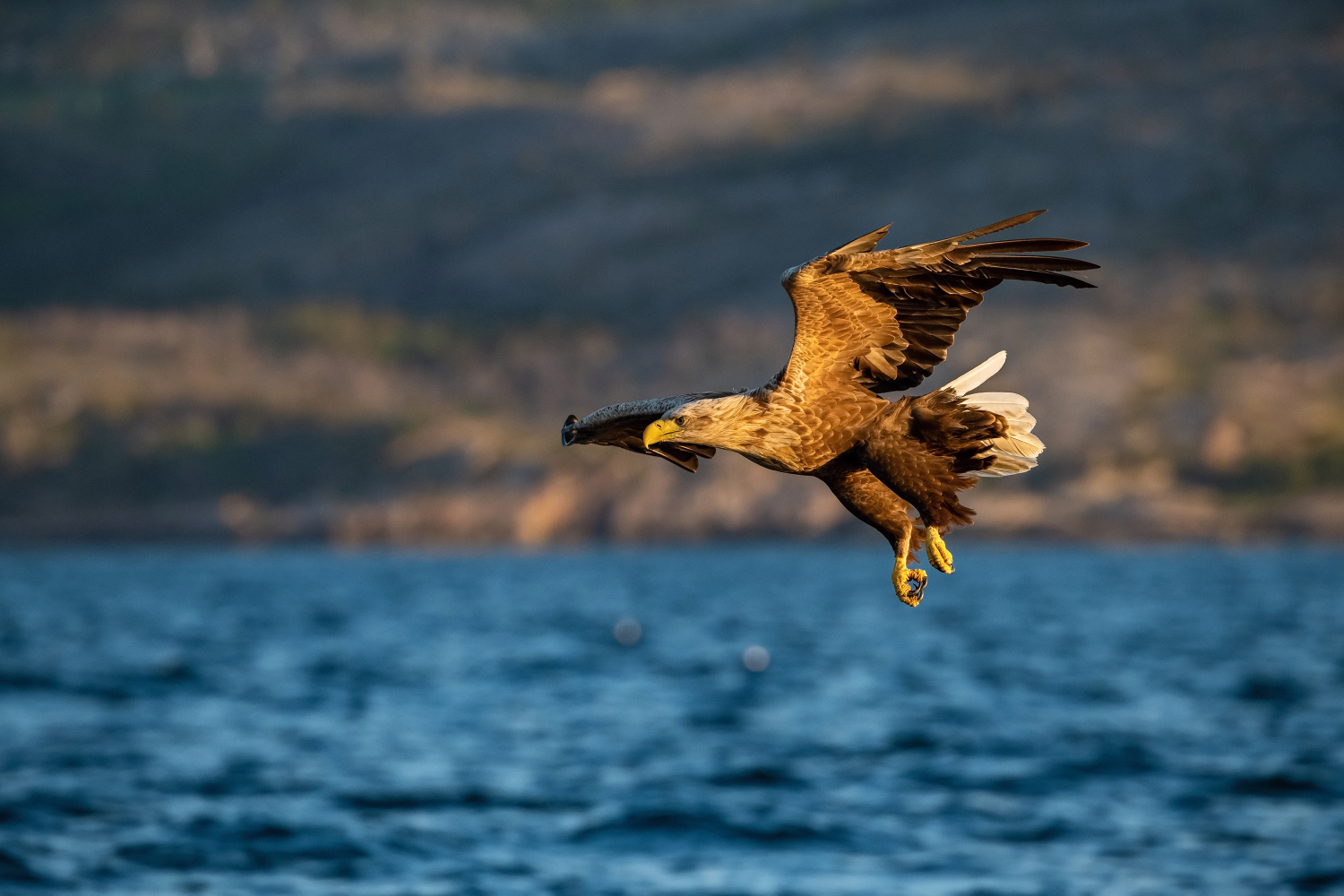 orel mořský (Haliaeetus albicilla) White-tailed eagle