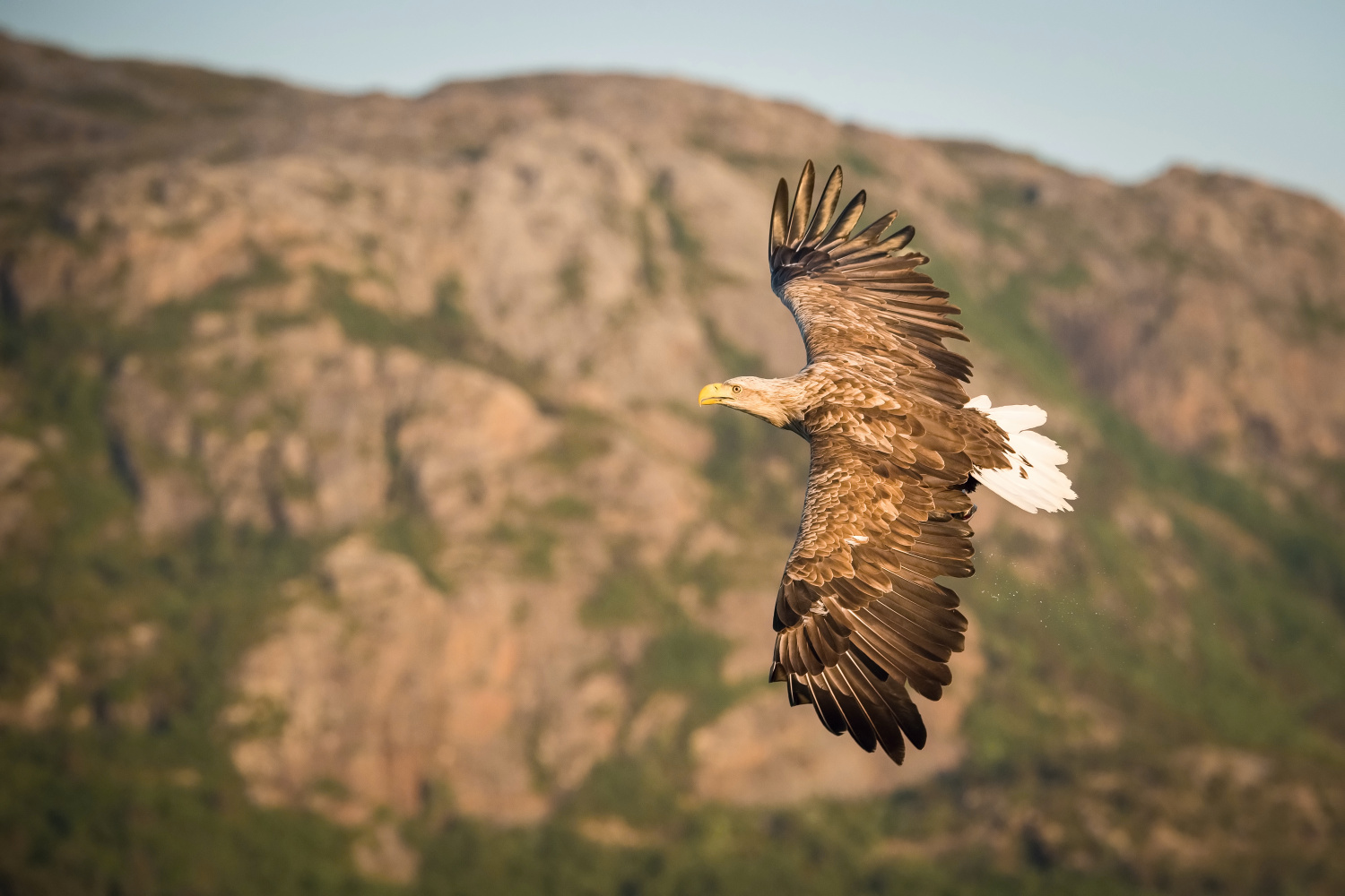 orel mořský (Haliaeetus albicilla) White-tailed eagle