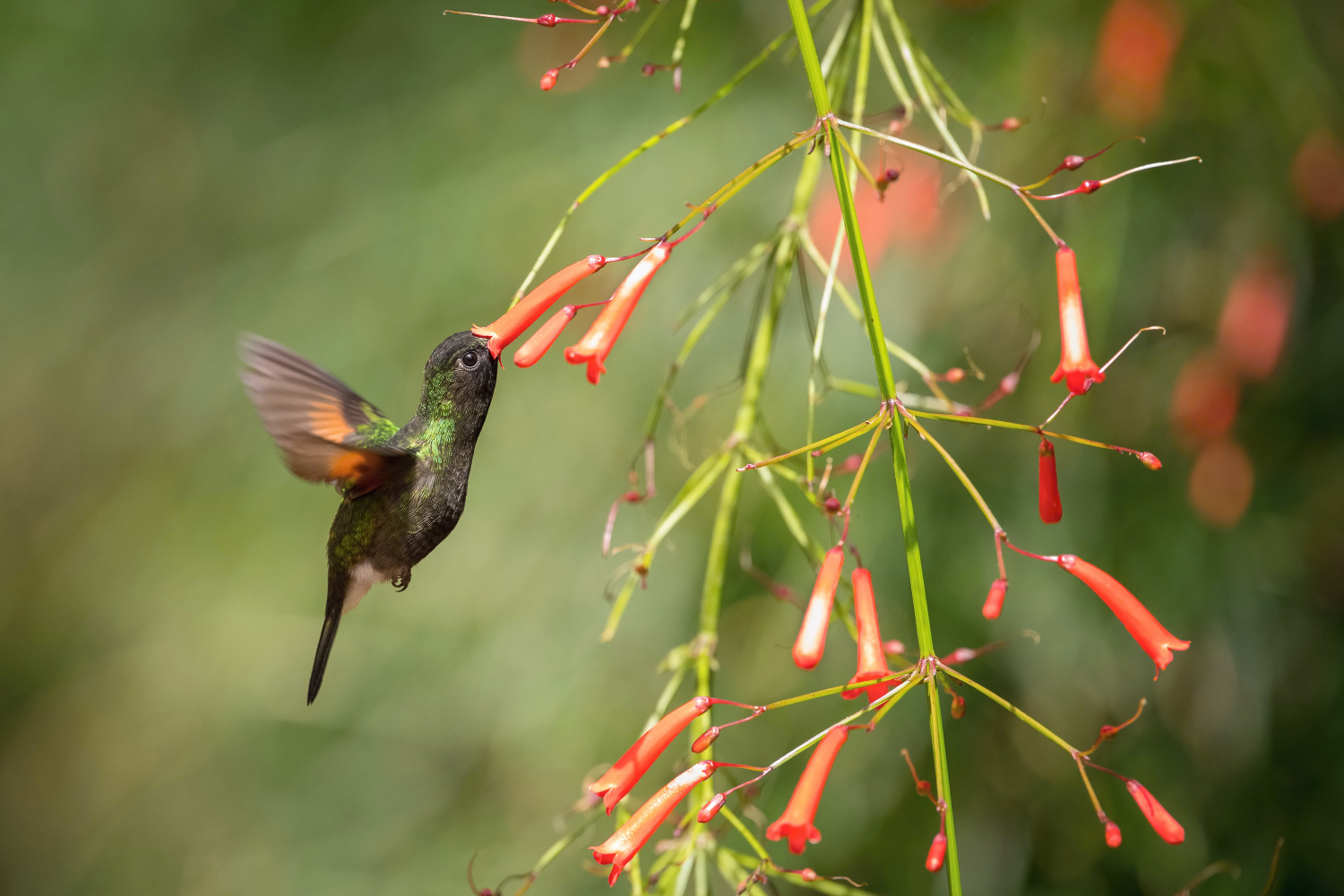 kolibřík kostarický (Eupherusa nigriventris) Black-bellied hummingbird