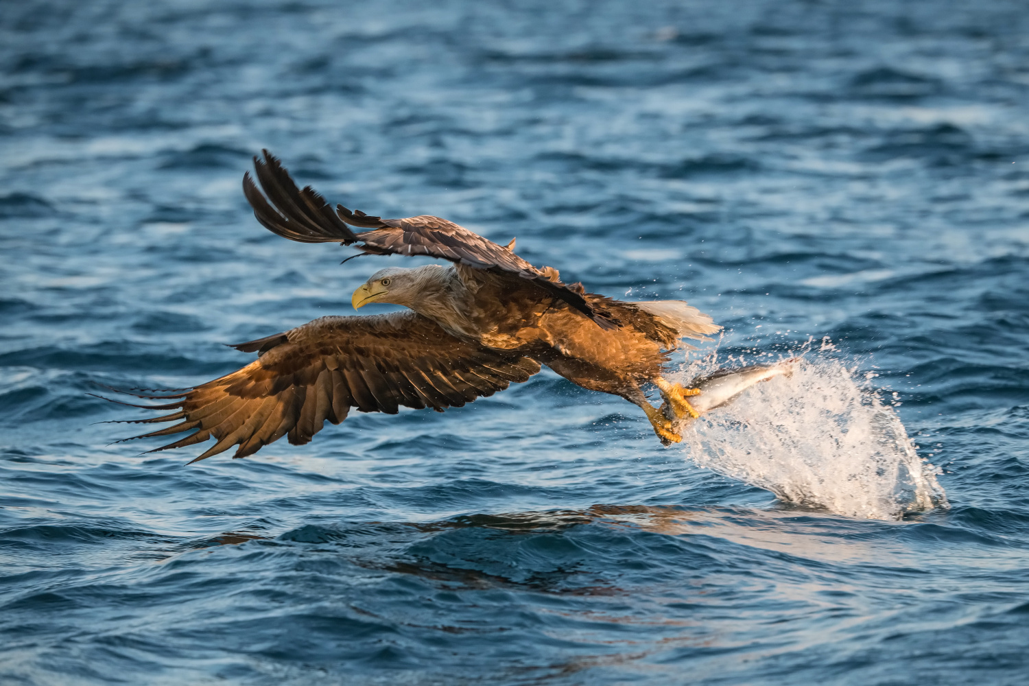 orel mořský (Haliaeetus albicilla) White-tailed eagle