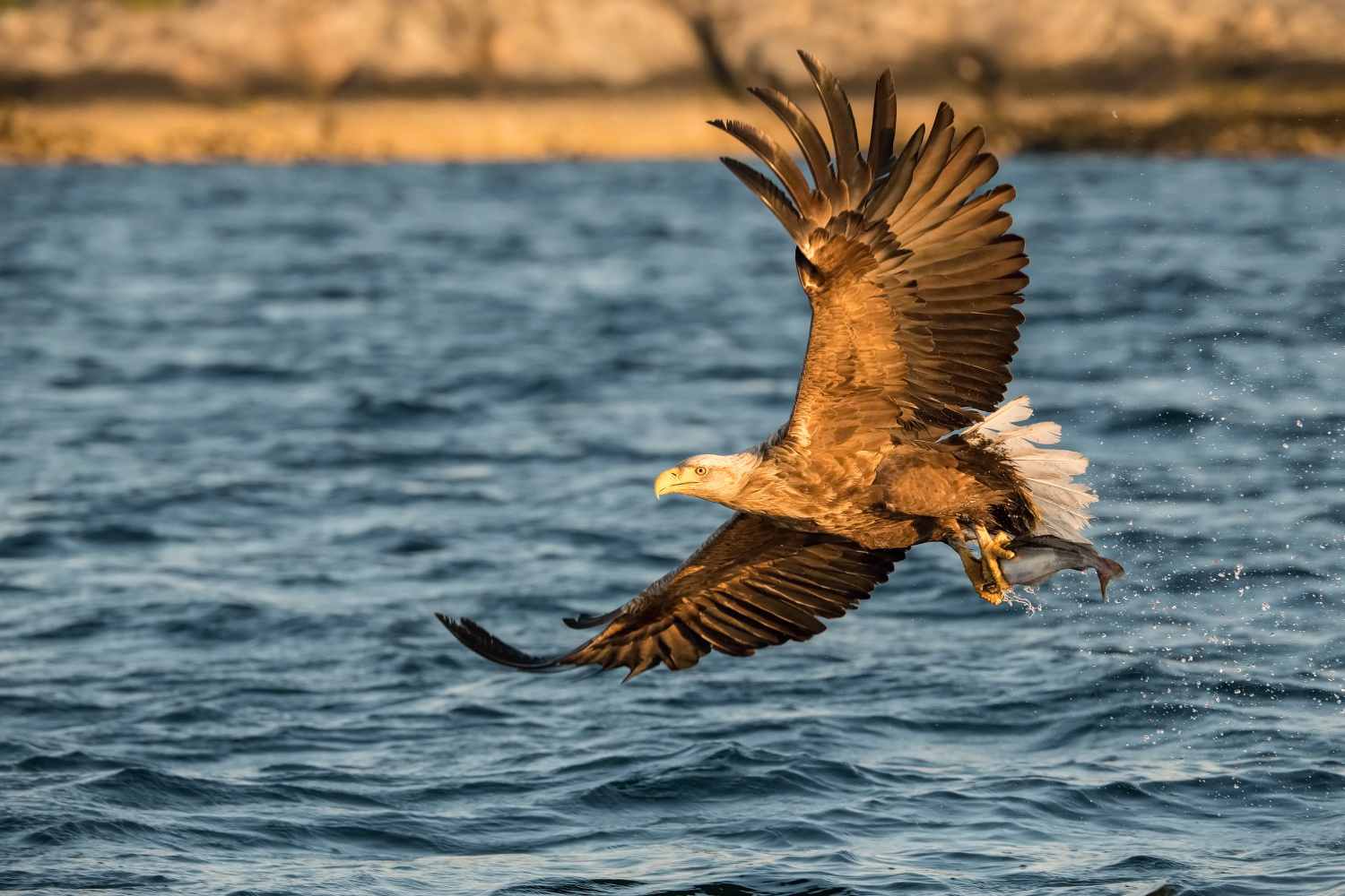 orel mořský (Haliaeetus albicilla) White-tailed eagle