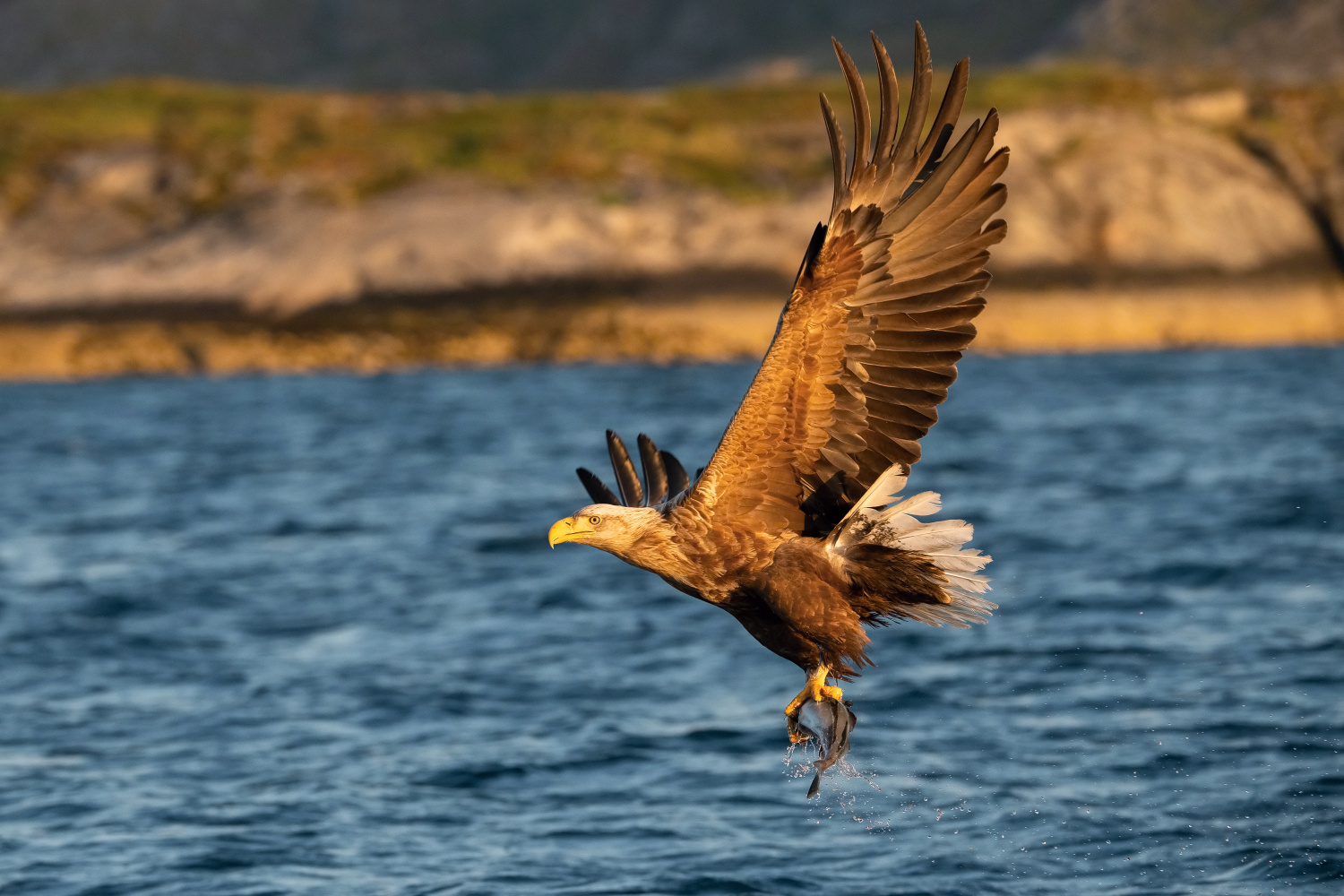 orel mořský (Haliaeetus albicilla) White-tailed eagle