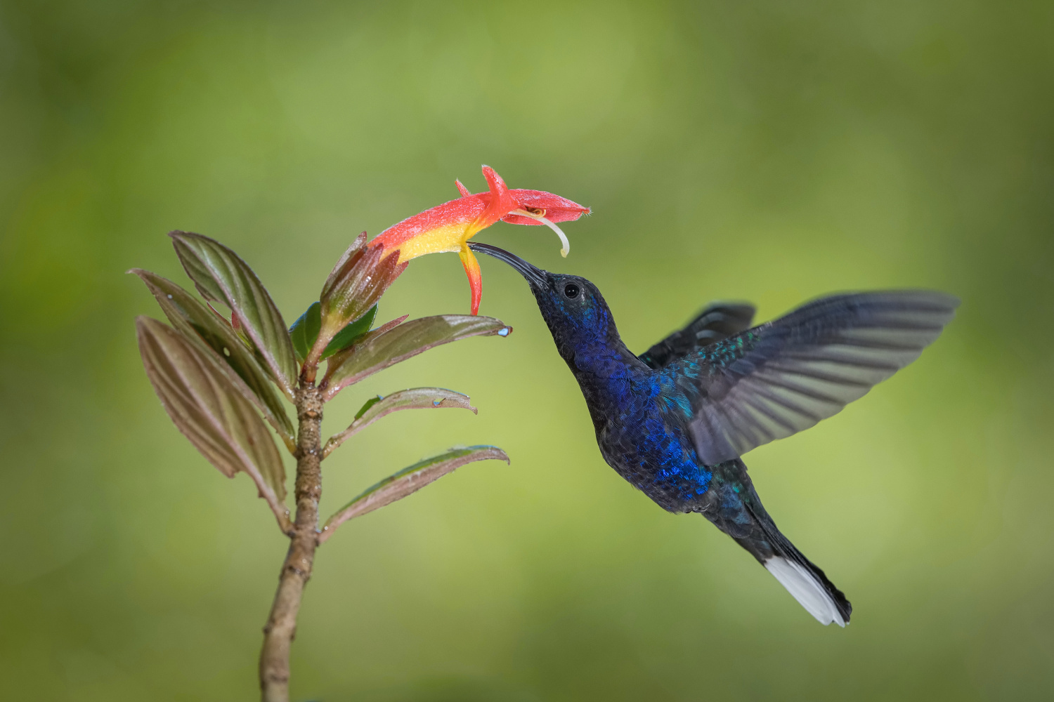 kolibřík fialkový (Campylopterus hemileucurus) Violet sabrewing