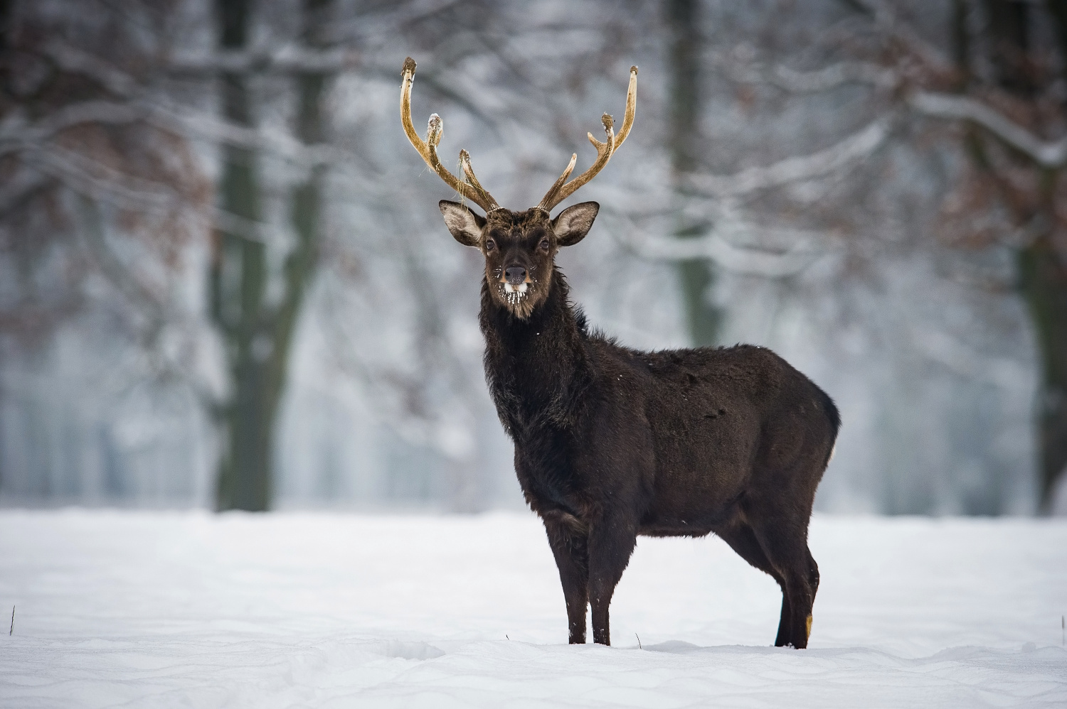 jelen sika japonský (Cervus nippon) Sika deer