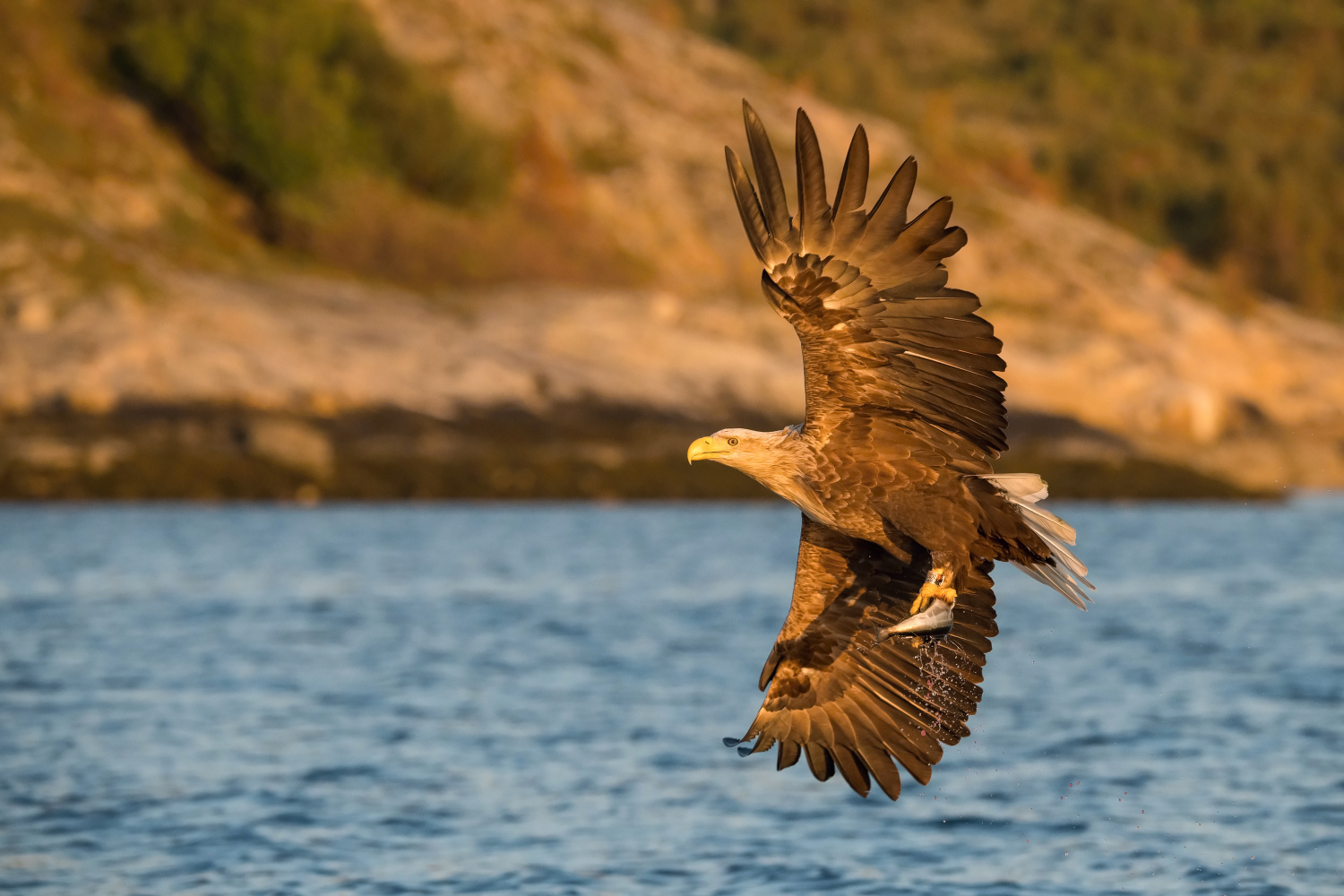 orel mořský (Haliaeetus albicilla) White-tailed eagle