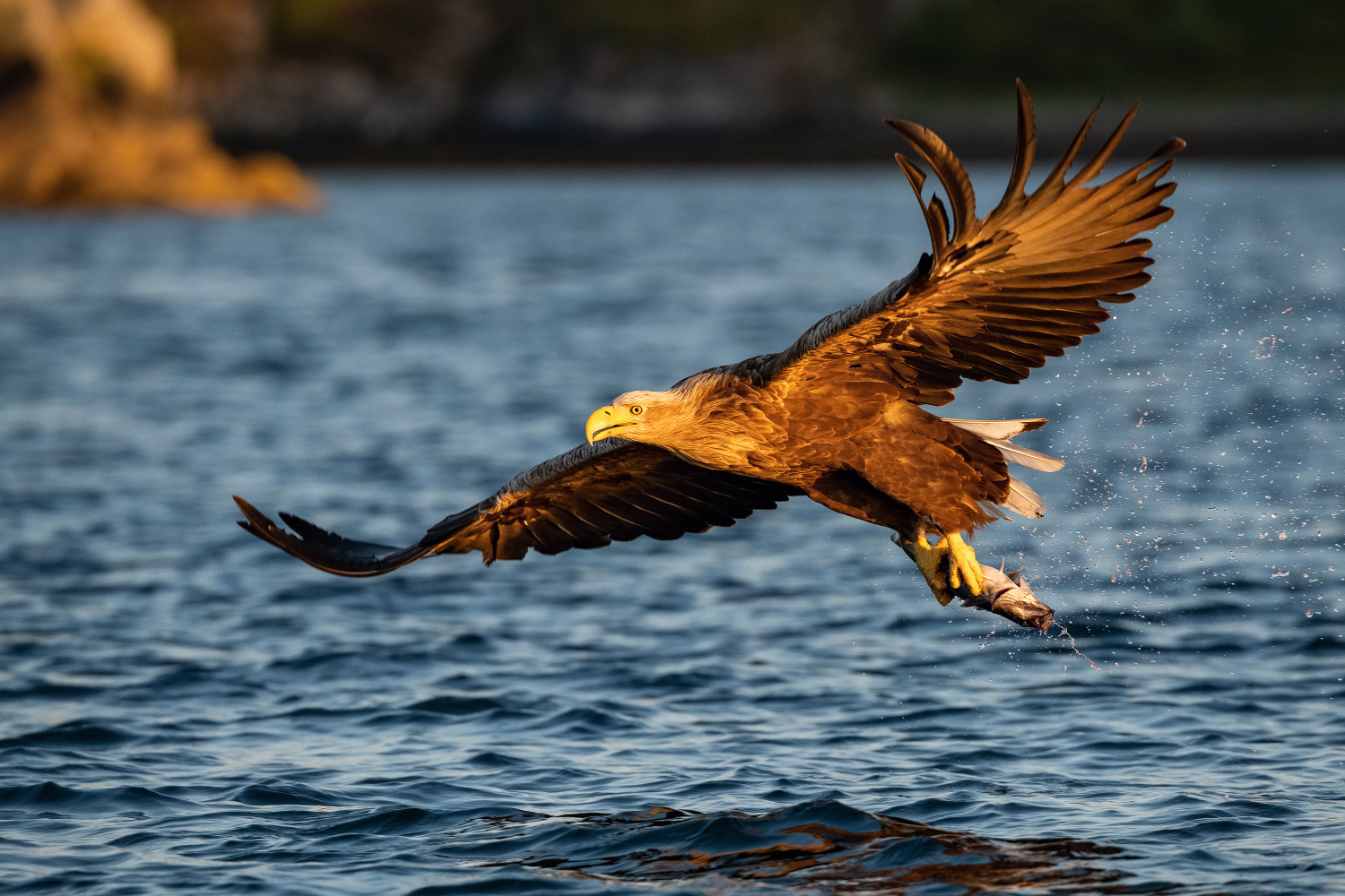 orel mořský (Haliaeetus albicilla) White-tailed eagle