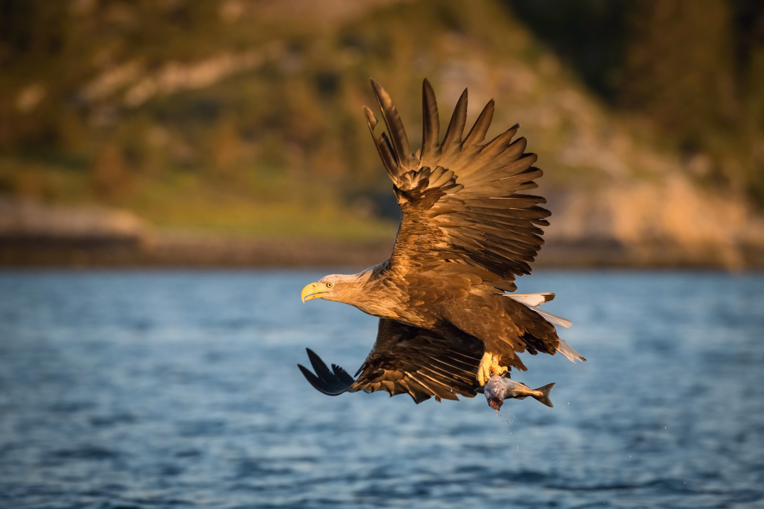 orel mořský (Haliaeetus albicilla) White-tailed eagle