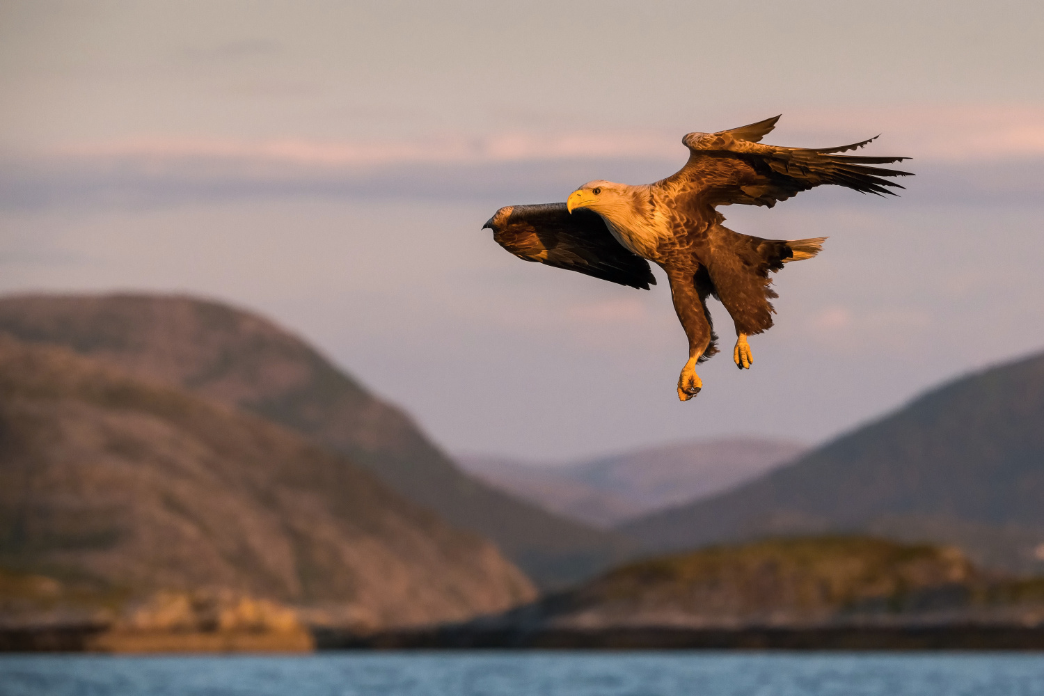 orel mořský (Haliaeetus albicilla) White-tailed eagle