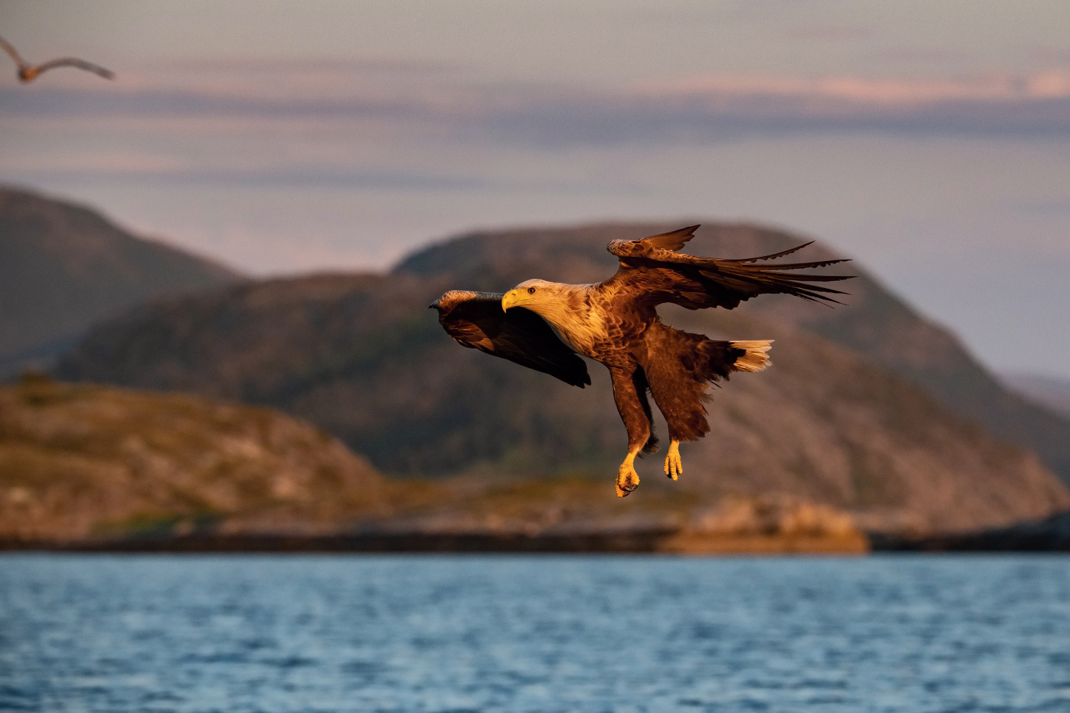 orel mořský (Haliaeetus albicilla) White-tailed eagle