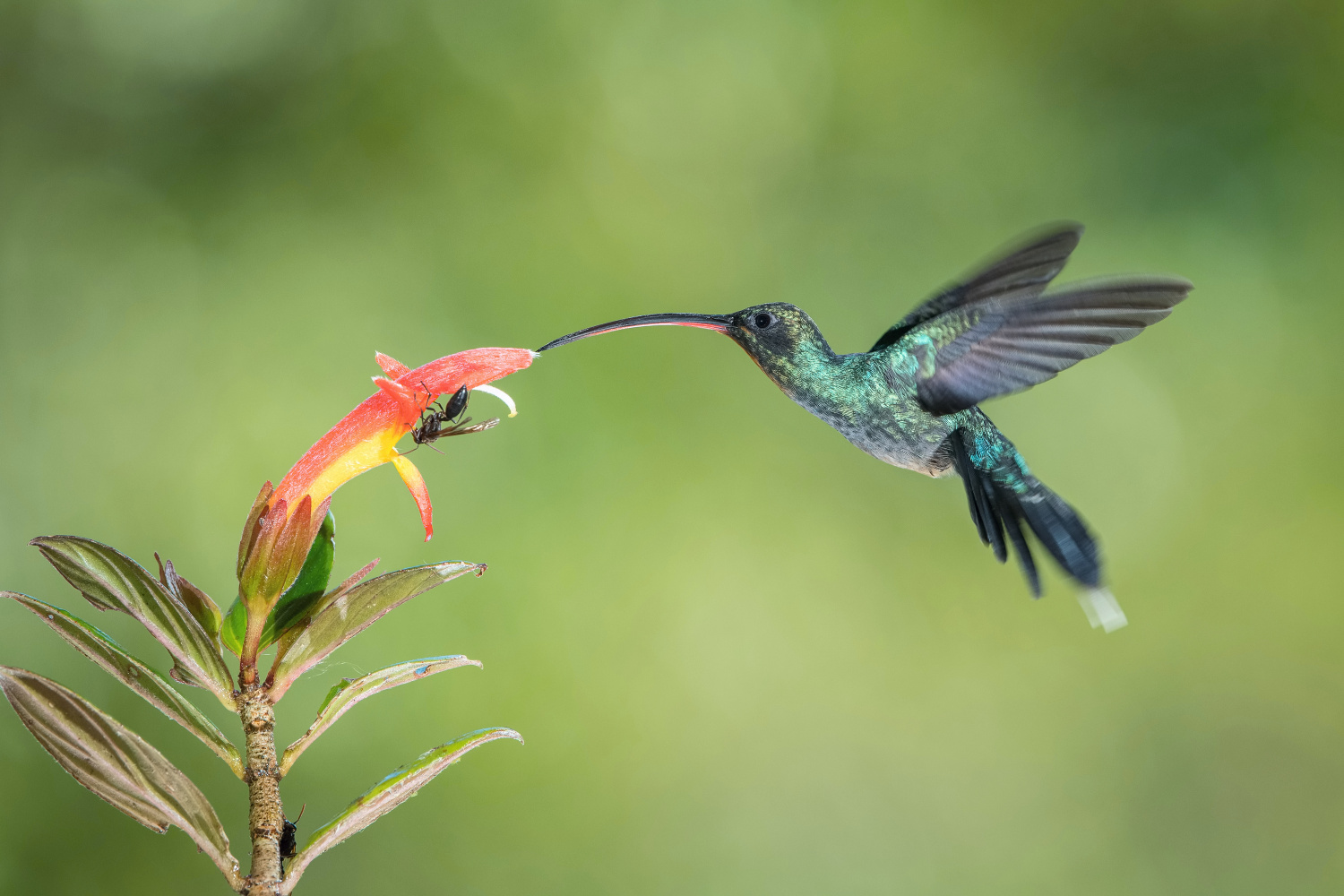 kolibřík šedobřichý (Phaethornis guy) Green hermit