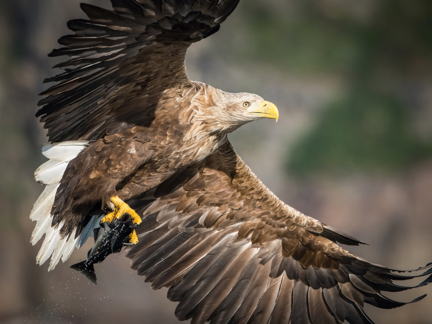 orel mořský (Haliaeetus albicilla) White-tailed eagle