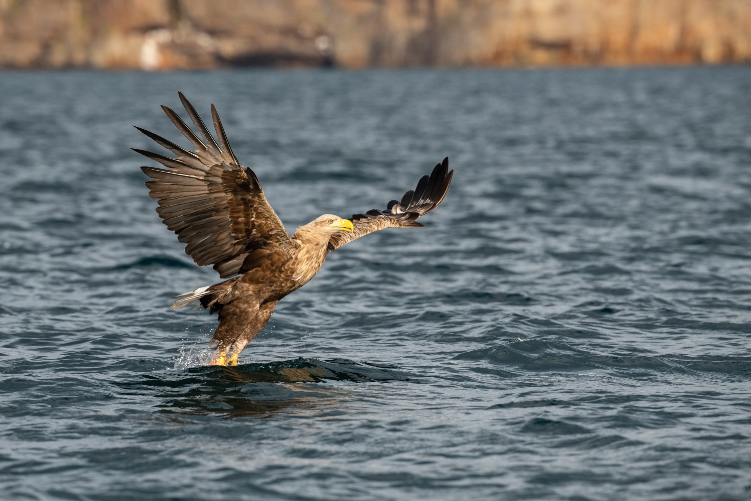 orel mořský (Haliaeetus albicilla) White-tailed eagle