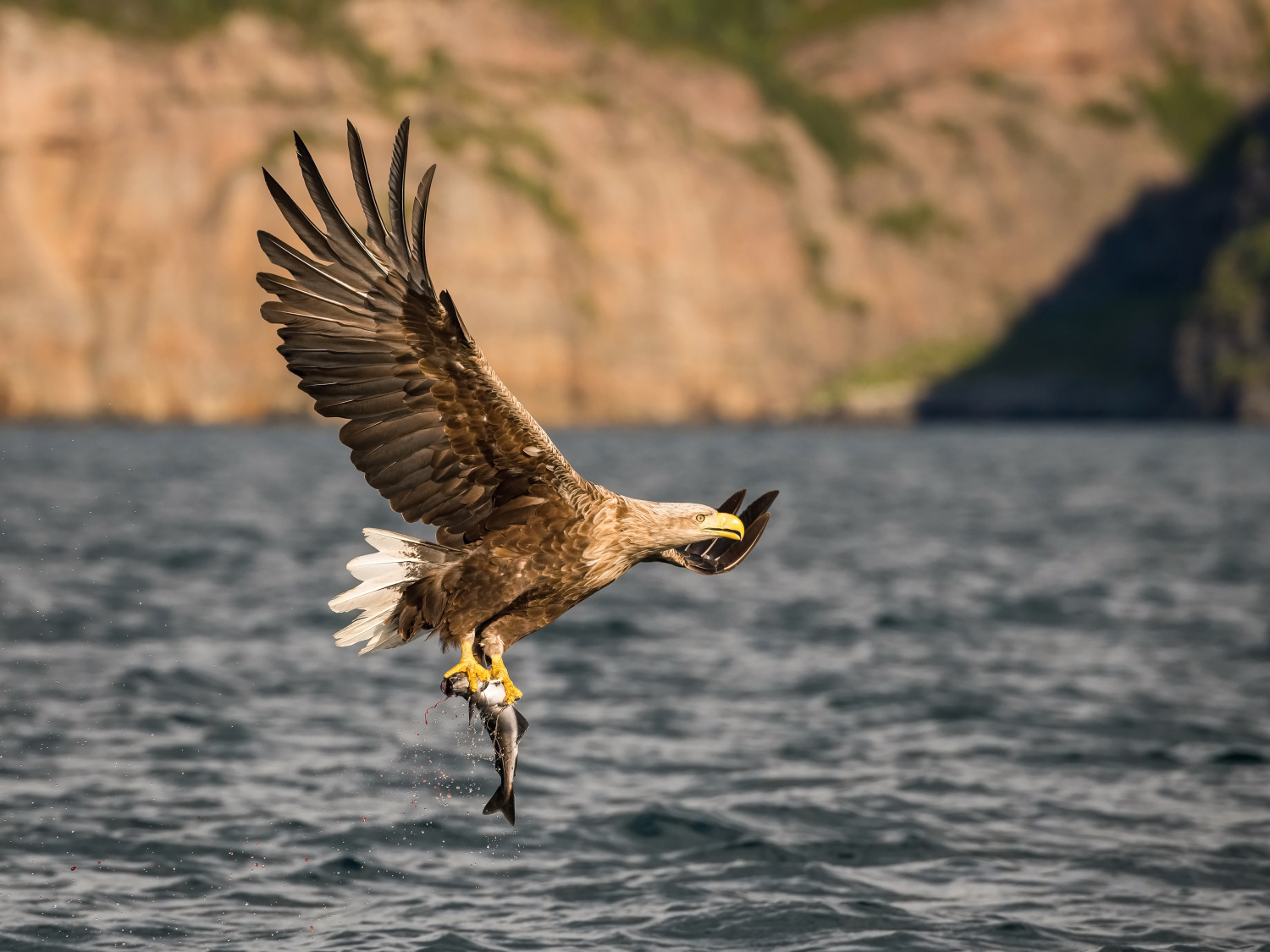 orel mořský (Haliaeetus albicilla) White-tailed eagle