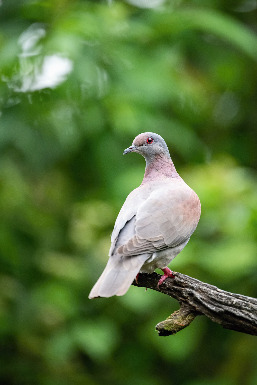 holub krátkozobý (Patagioenas nigrirostris) Short-billed pigeon