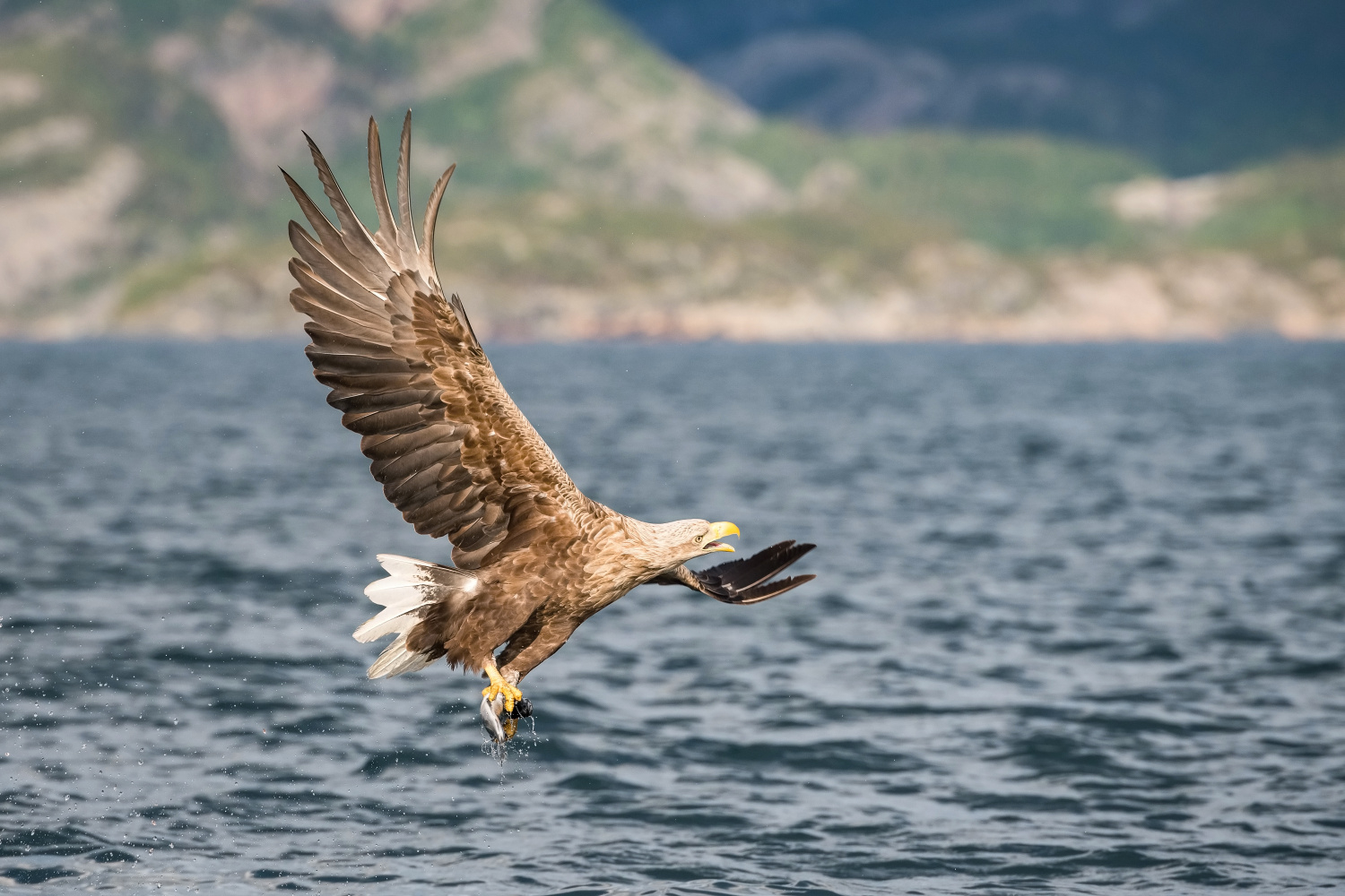 orel mořský (Haliaeetus albicilla) White-tailed eagle