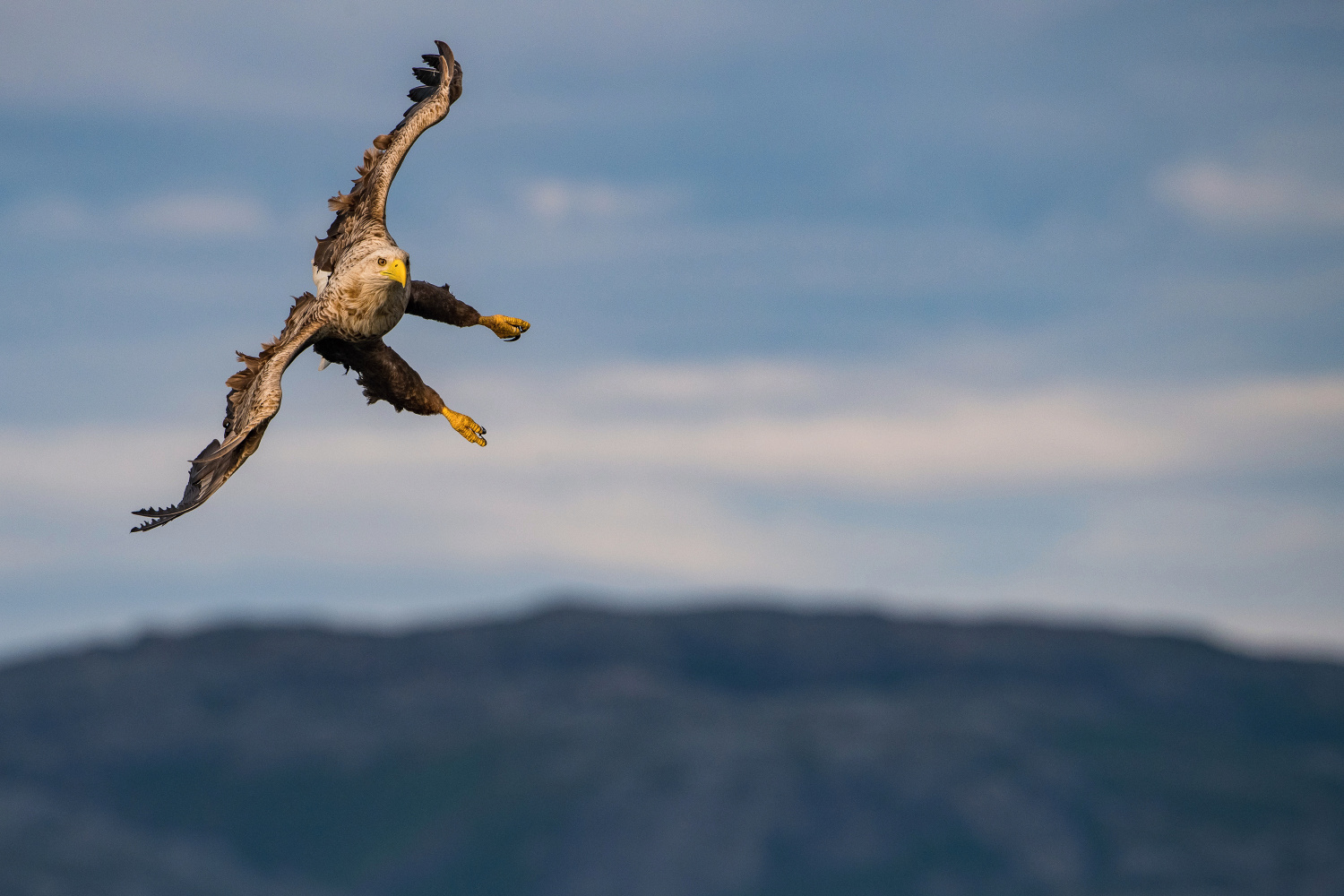 orel mořský (Haliaeetus albicilla) White-tailed eagle