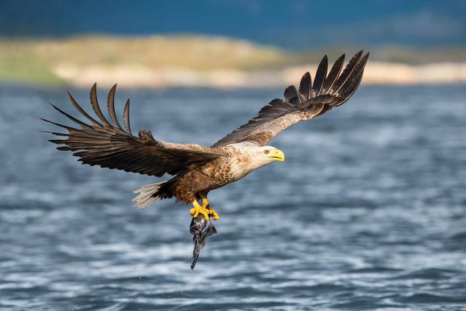 orel mořský (Haliaeetus albicilla) White-tailed eagle