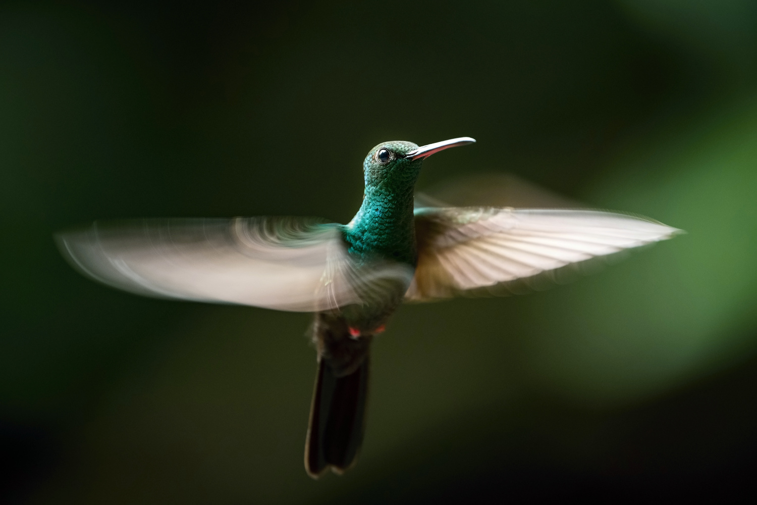 kolibřík křivozobý (Chalybura urochrysia) Bronze-tailed plumeleteer