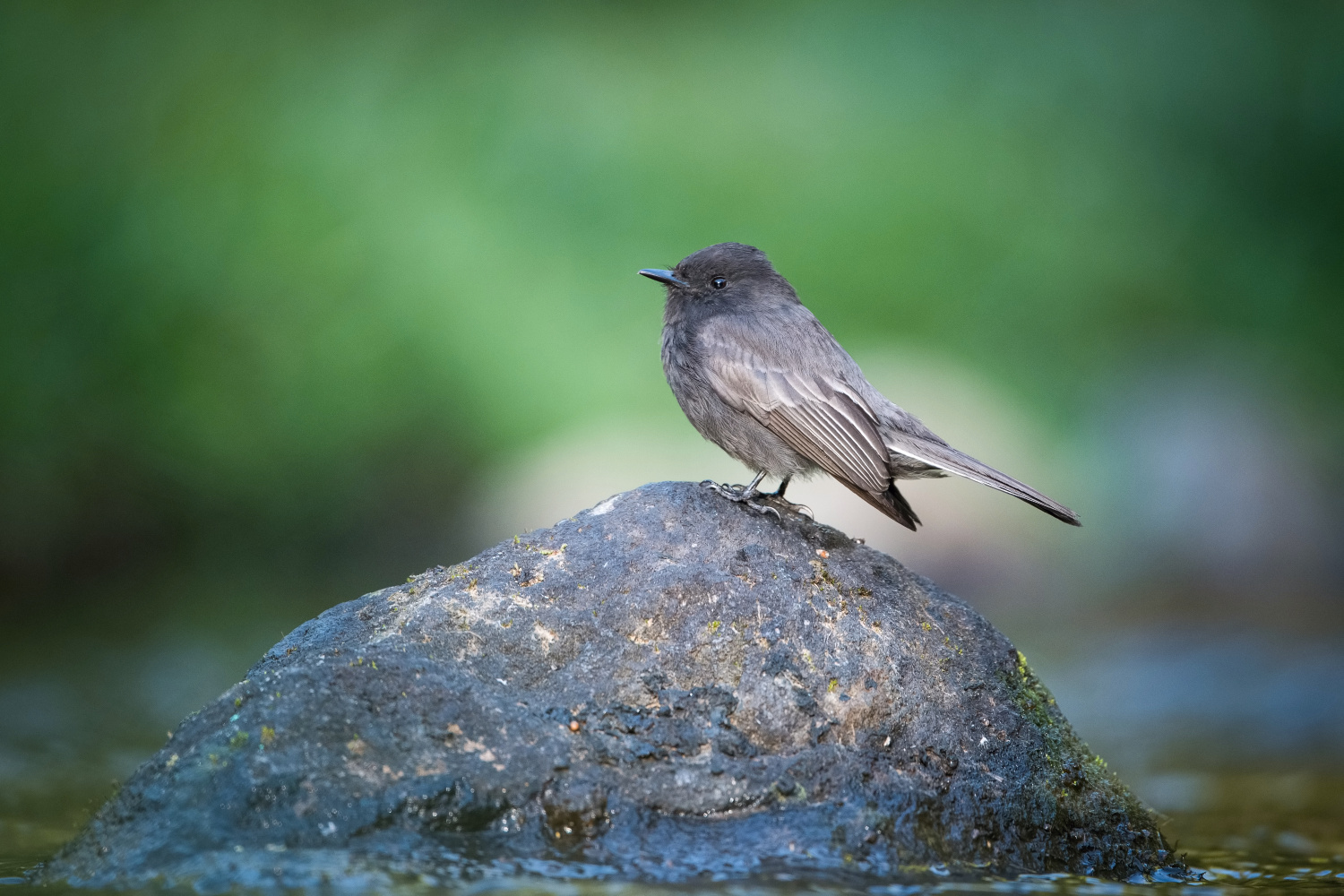 tyranovec černý (Sayornis nigricans) Black phoebe