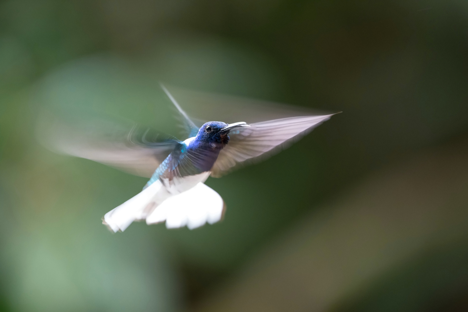 kolibřík bělokrký (Florisuga mellivora) White-necked jacobin