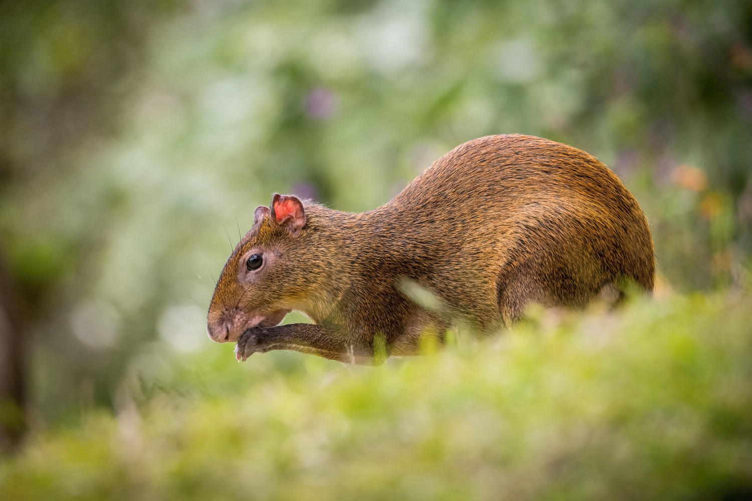 aguti středoamerický (Dasyprocta punctata) Central American agouti