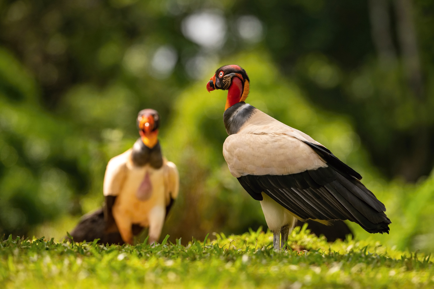 kondor královský (Sarcoramphus papa) King vulture