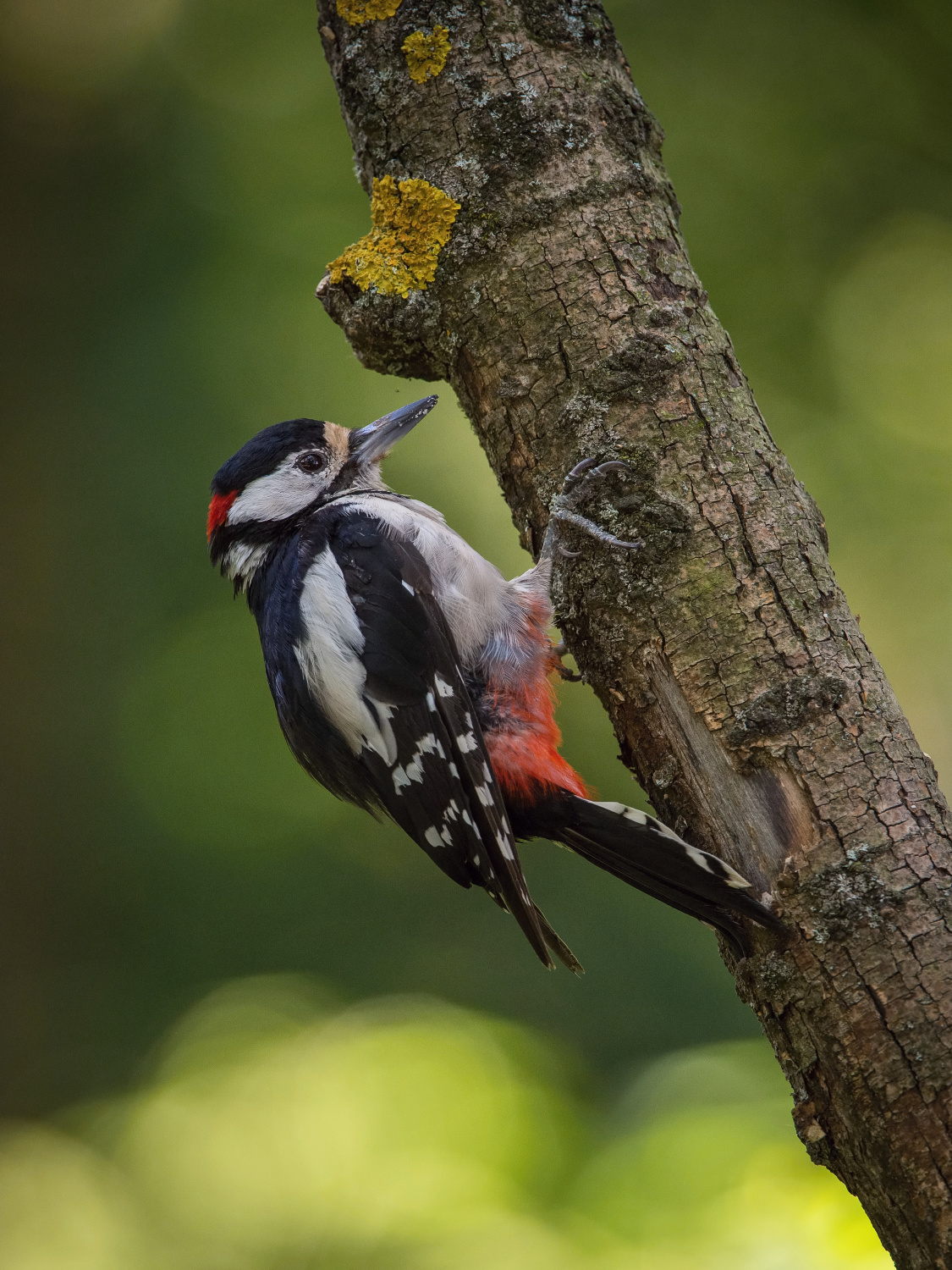 strakapoud velký (Dendrocopos major) Great spotted woodpecker