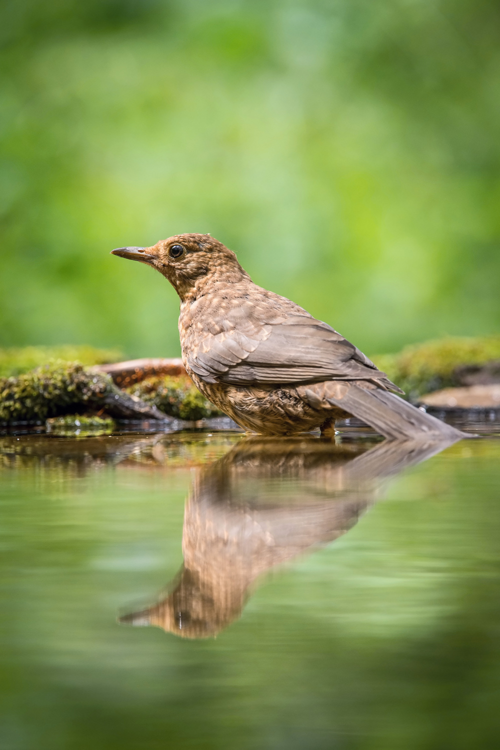 kos černý (Turdus merula) Common blackbird