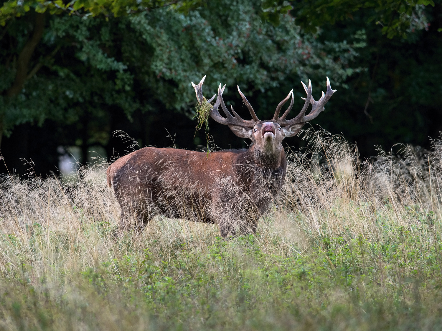 jelen lesní (Cervus elaphus) Red deer