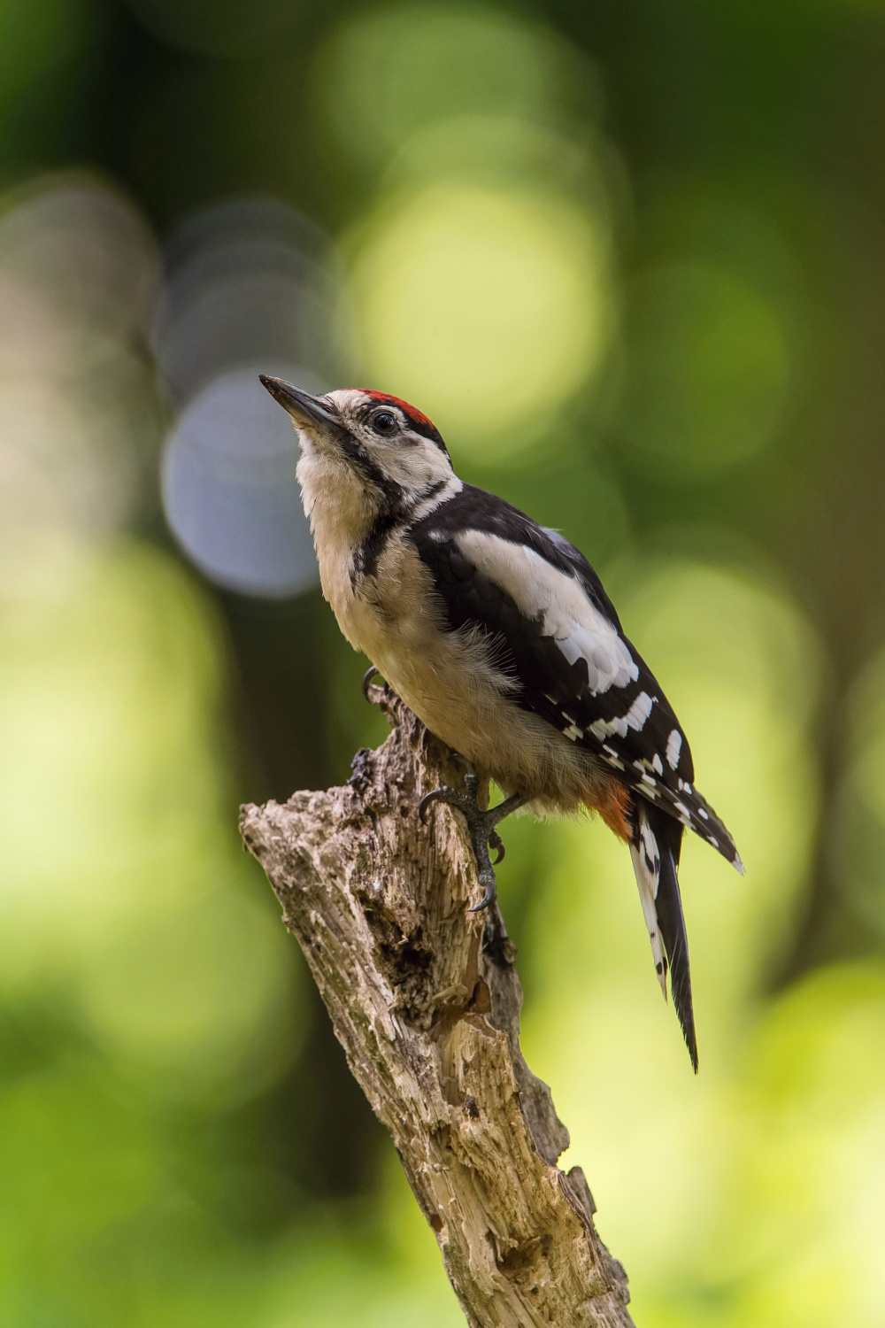 strakapoud velký (Dendrocopos major) Great spotted woodpecker