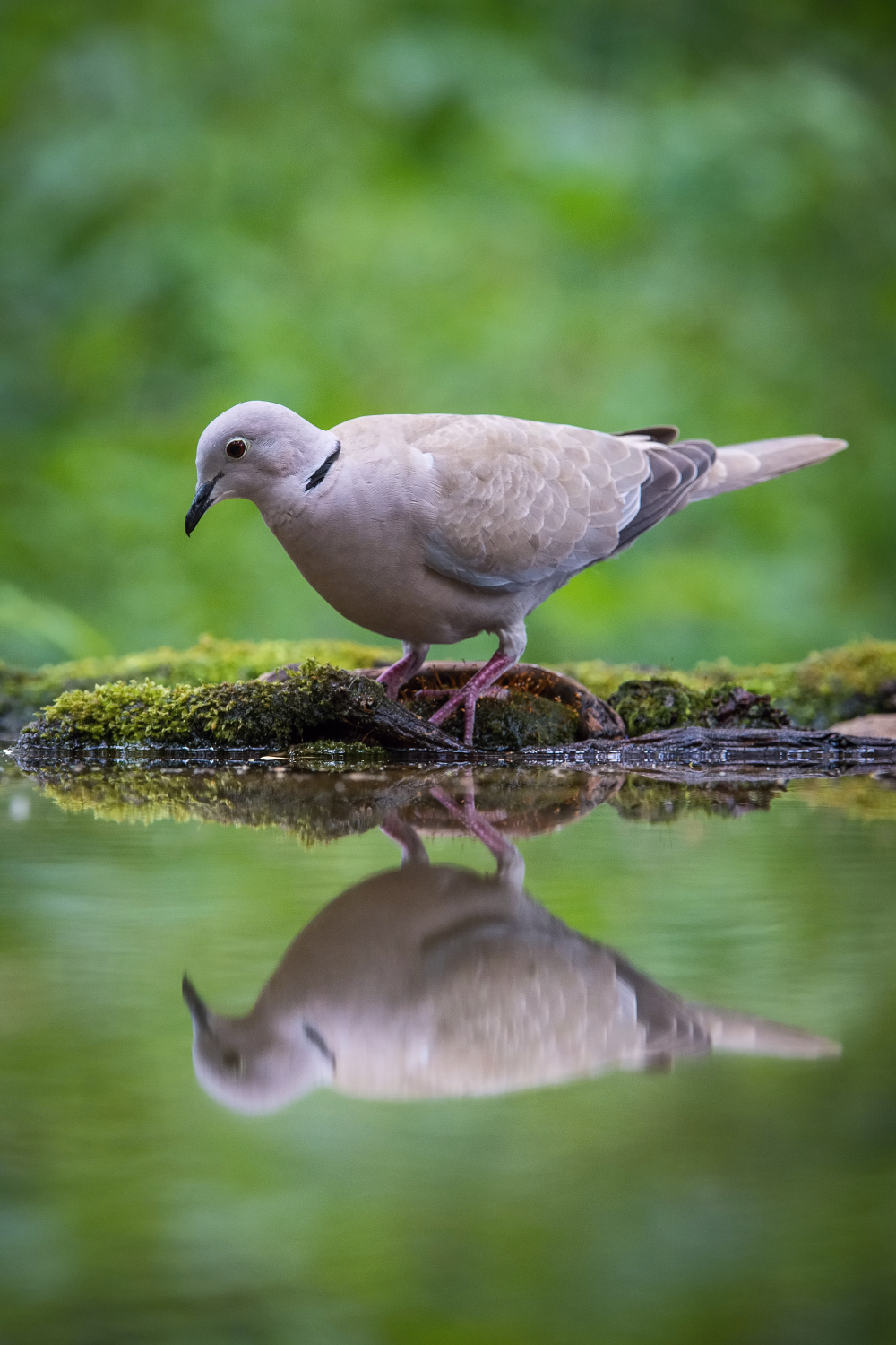 hrdlička zahradní (Streptopelia decaocto) Eurasian collared dove