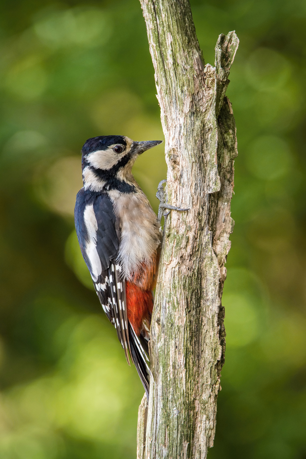 strakapoud velký (Dendrocopos major) Great spotted woodpecker