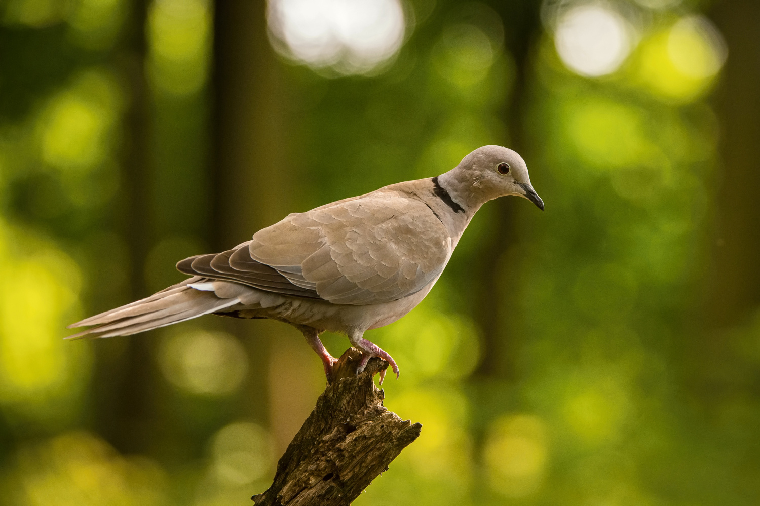 hrdlička zahradní (Streptopelia decaocto) Eurasian collared dove