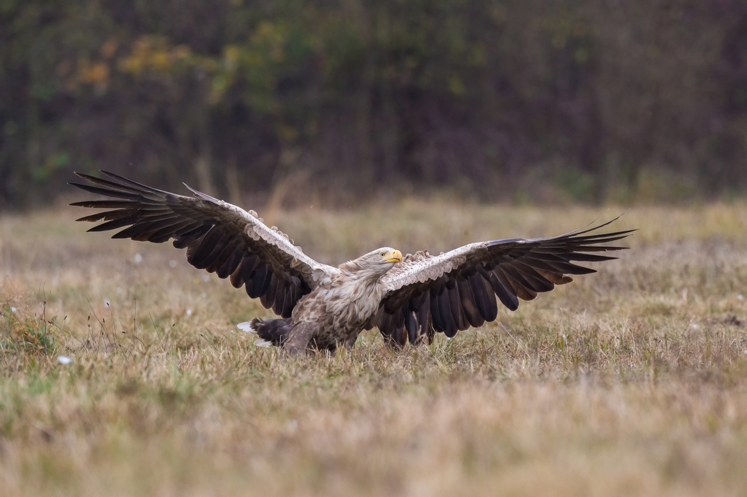 orel mořský (Haliaeetus albicilla) White-tailed eagle