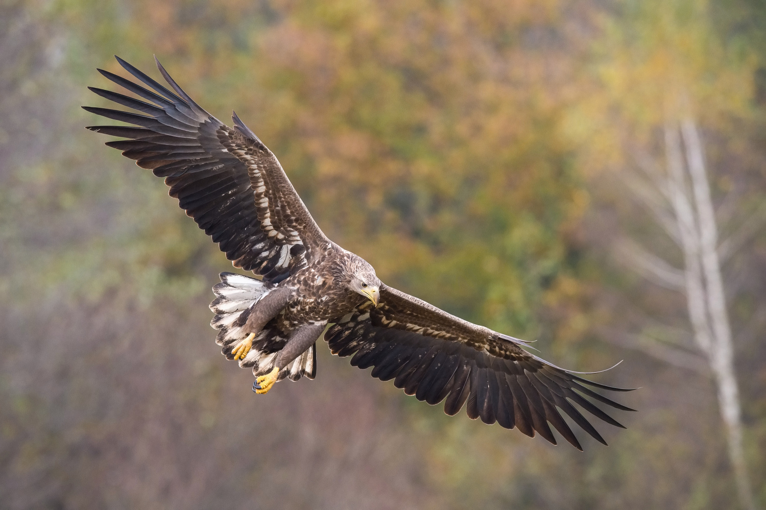 orel mořský (Haliaeetus albicilla) White-tailed eagle