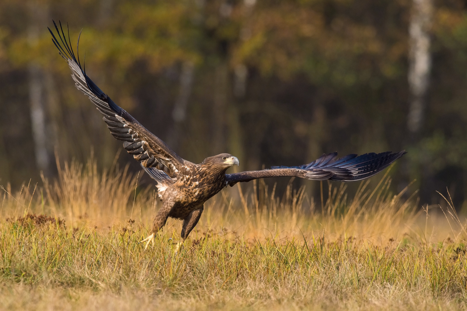 orel mořský (Haliaeetus albicilla) White-tailed eagle