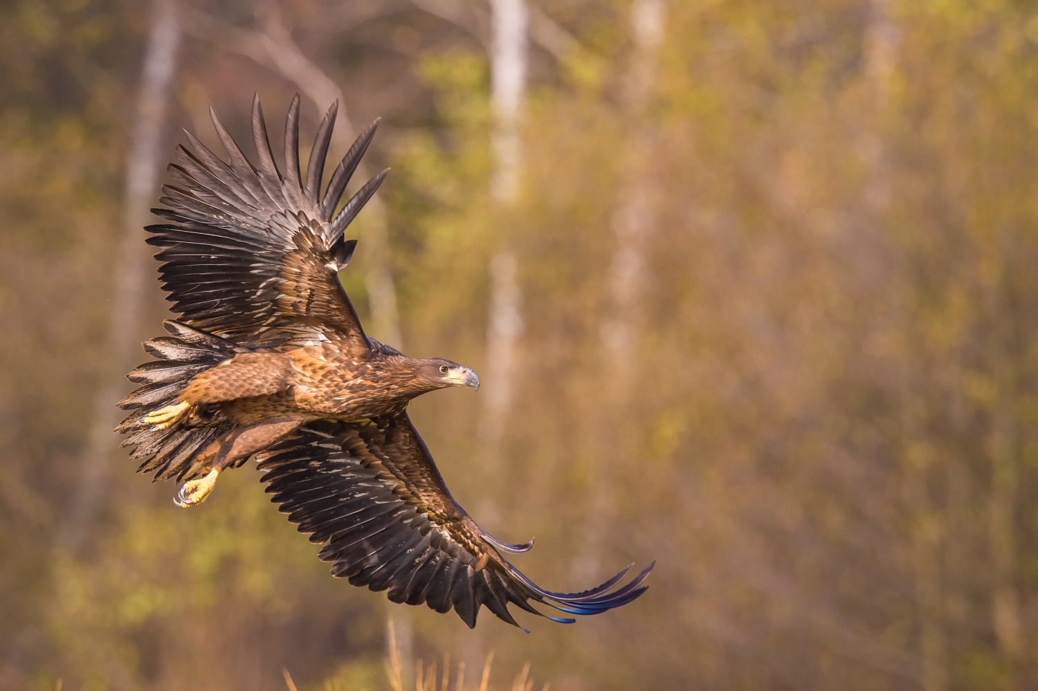 orel mořský (Haliaeetus albicilla) White-tailed eagle