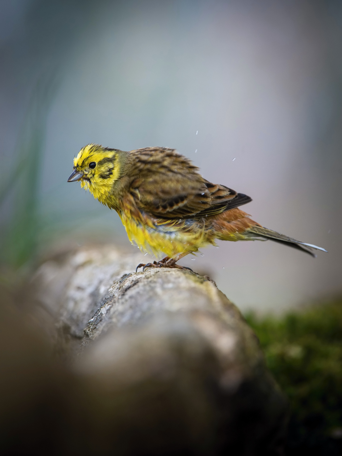 strnad obecný (Emberiza citrinella) Yellowhammer