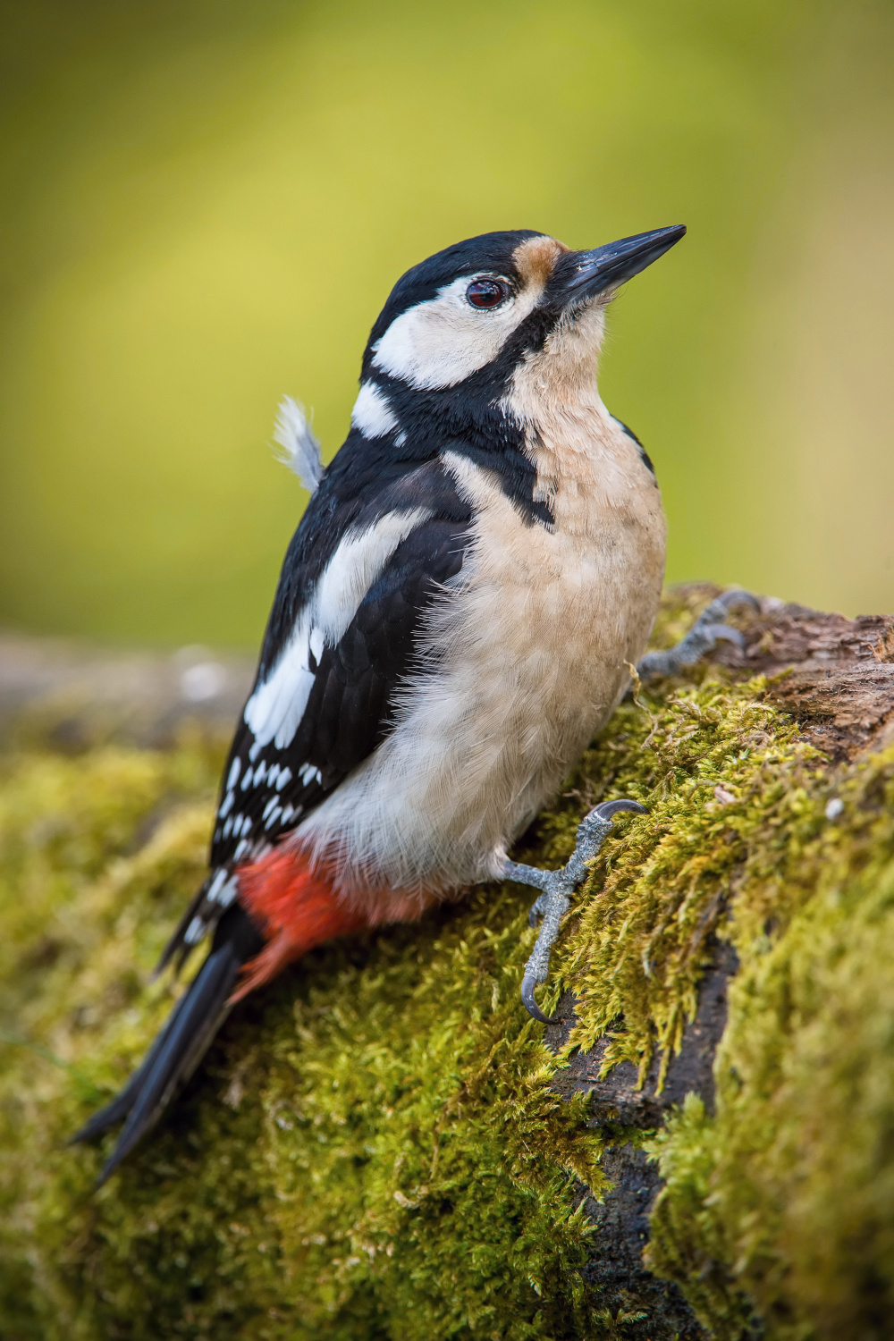 strakapoud velký (Dendrocopos major) Great spotted woodpecker