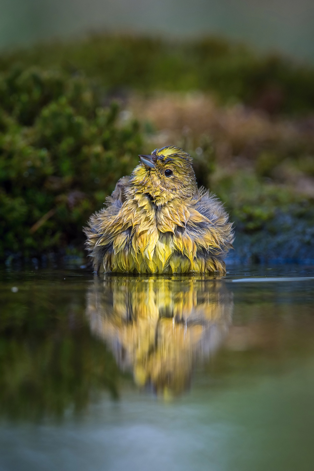 strnad obecný (Emberiza citrinella) Yellowhammer