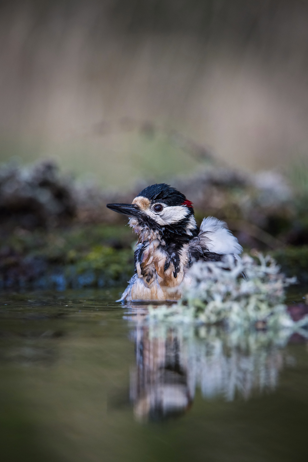 strakapoud velký (Dendrocopos major) Great spotted woodpecker