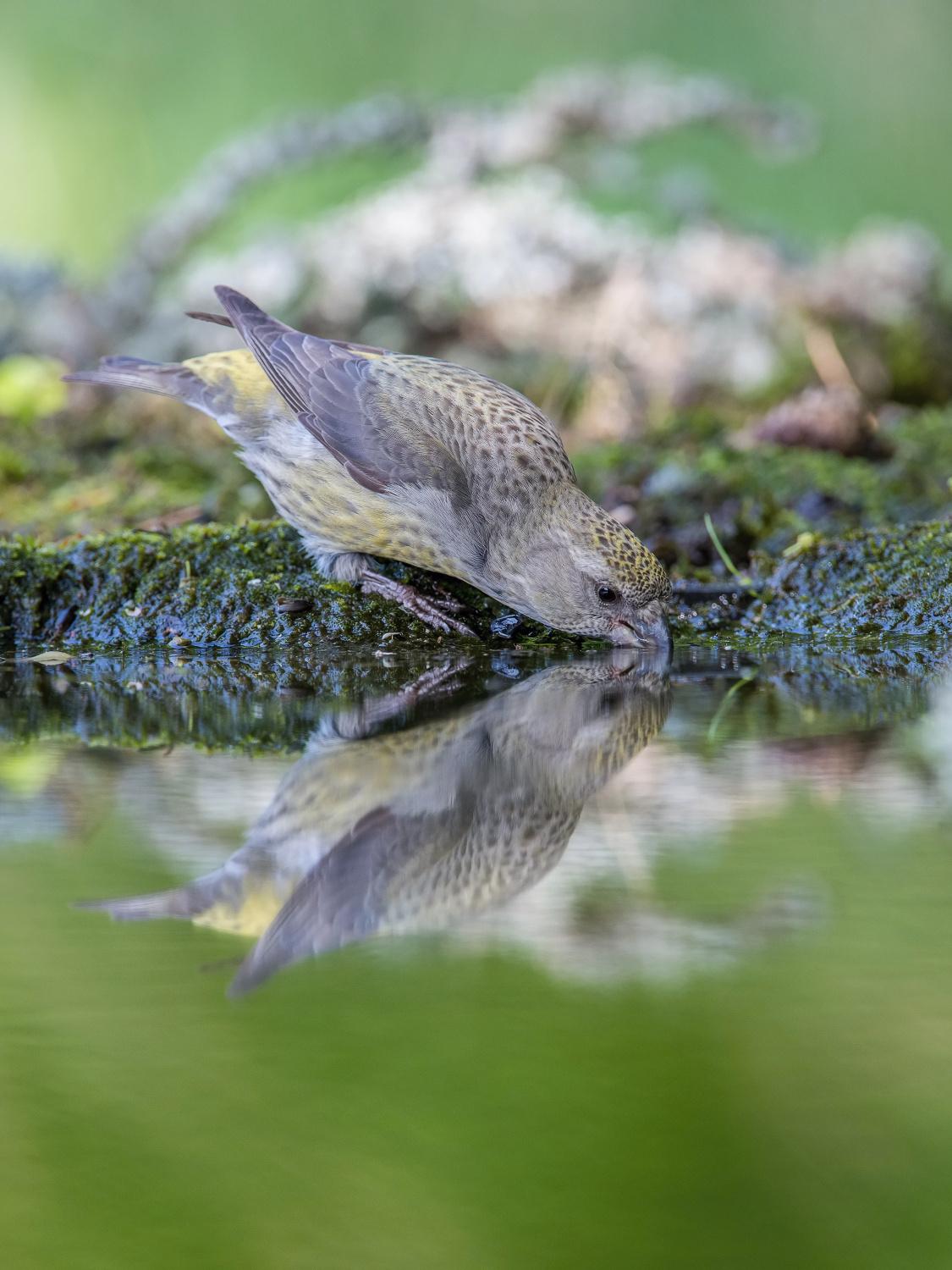 křivka obecná (Loxia curvirostra) Red crossbill