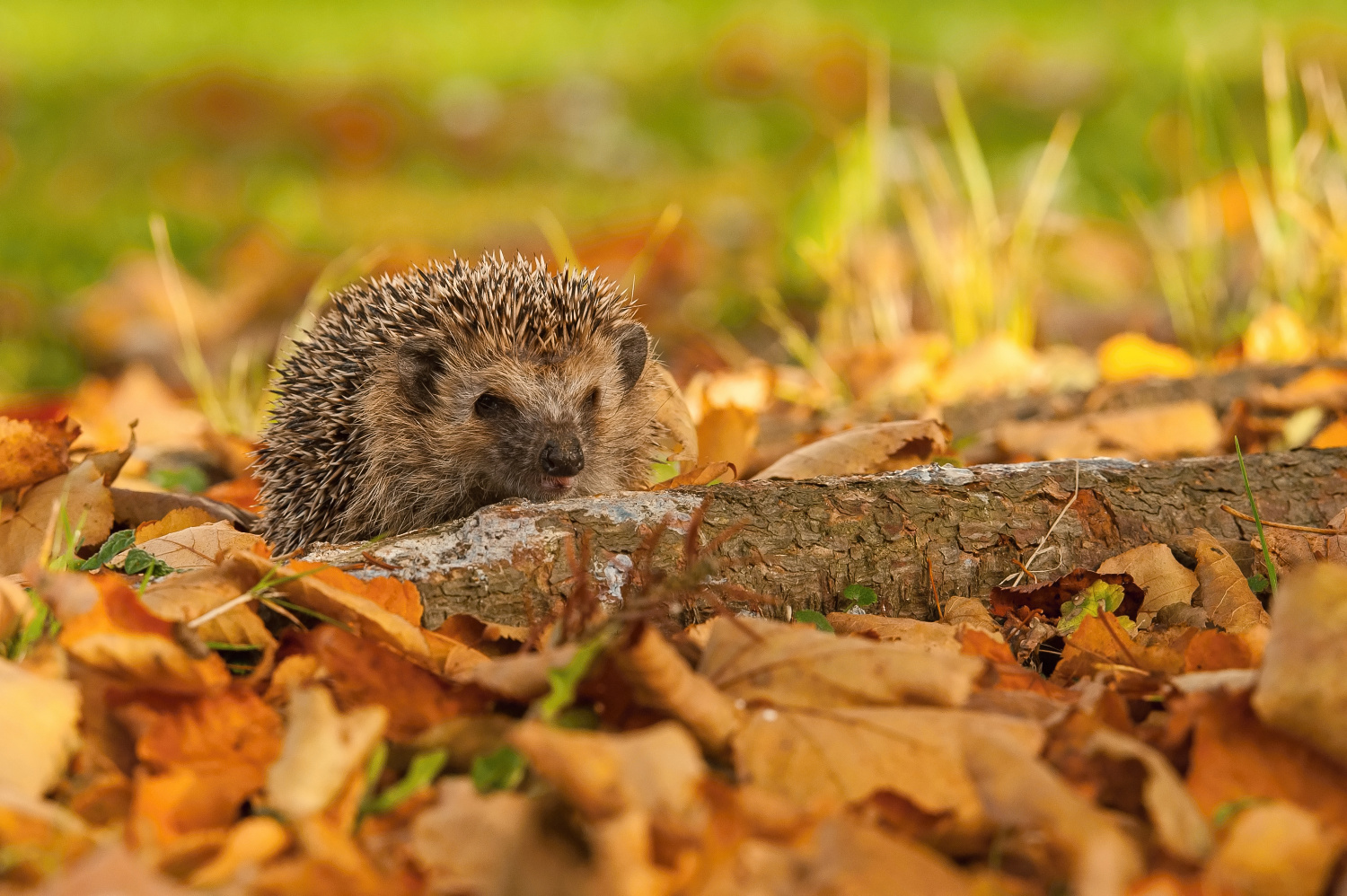 ježek obecný východní (Erinaceus roumanicus) Northern white-breasted hedgehog