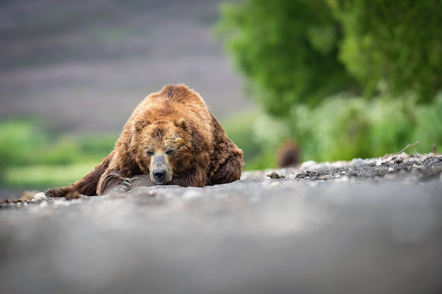 medvěd hnědý kamčatský (Ursus arctos beringianus) Kamchatka brown bear