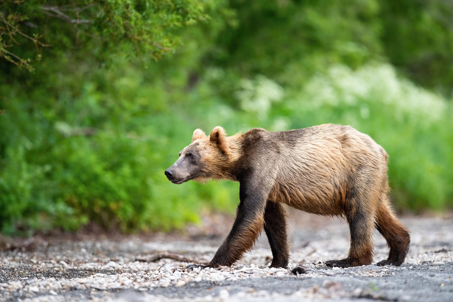 medvěd hnědý kamčatský (Ursus arctos beringianus) Kamchatka brown bear