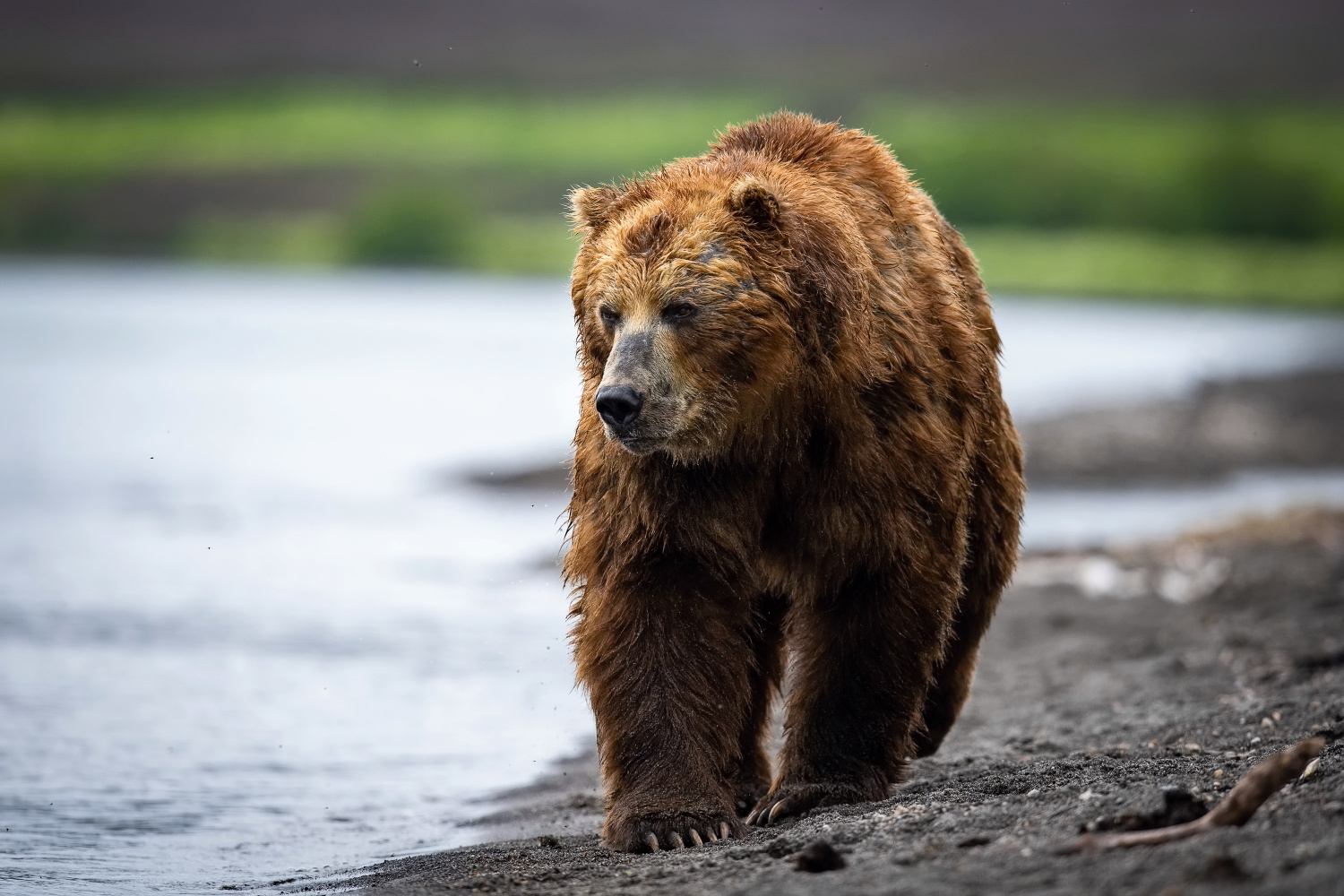 medvěd hnědý kamčatský (Ursus arctos beringianus) Kamchatka brown bear