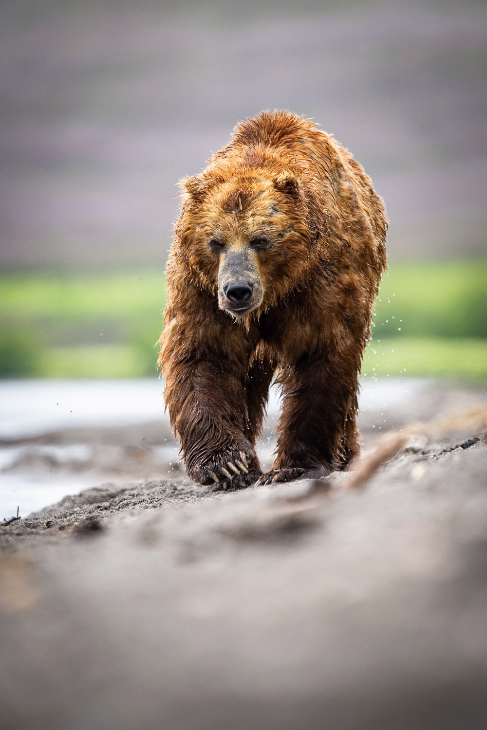 medvěd hnědý kamčatský (Ursus arctos beringianus) Kamchatka brown bear